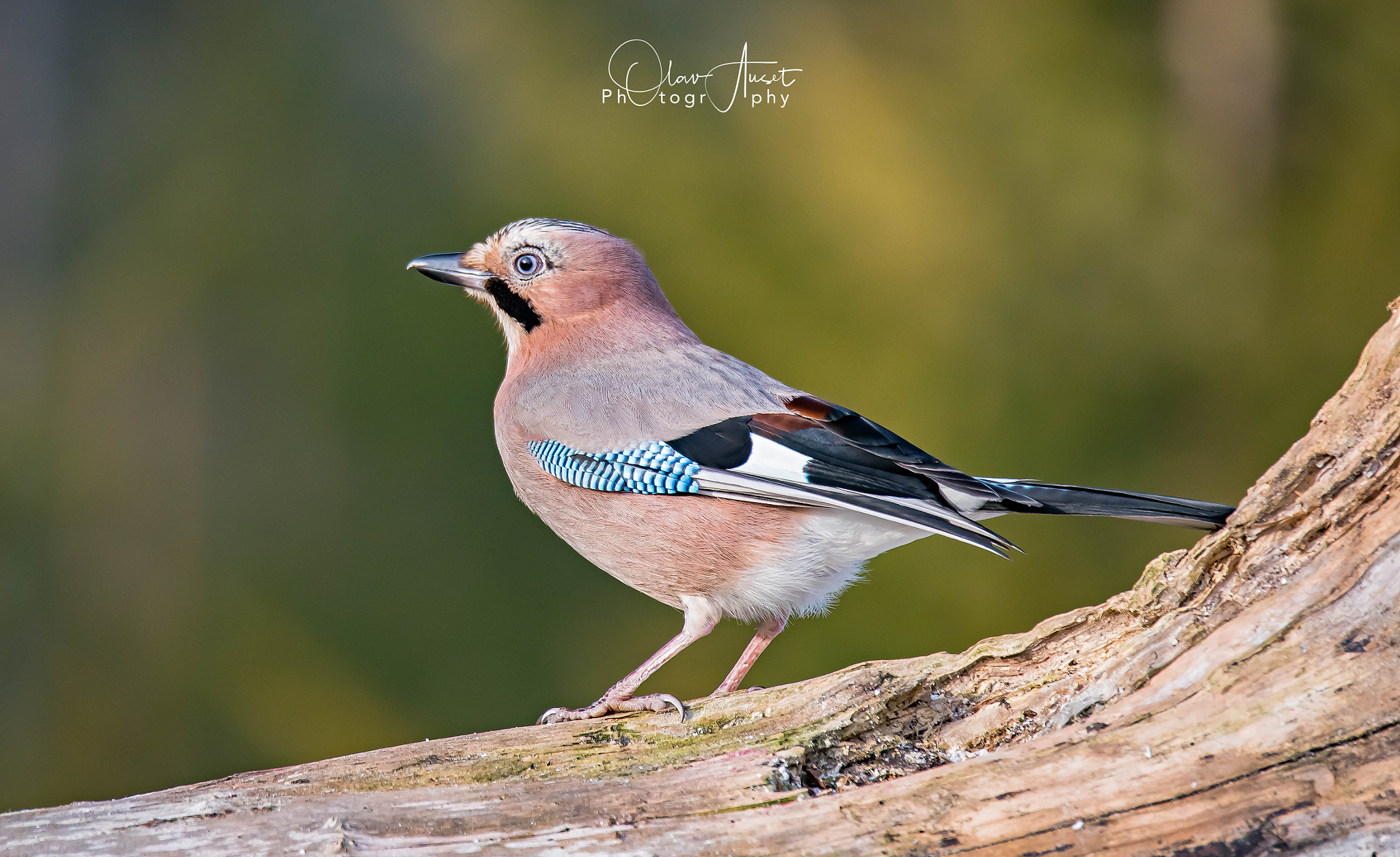 Sigma 150-600mm F5-6.3 DG OS HSM | S sample photo. Edit photography