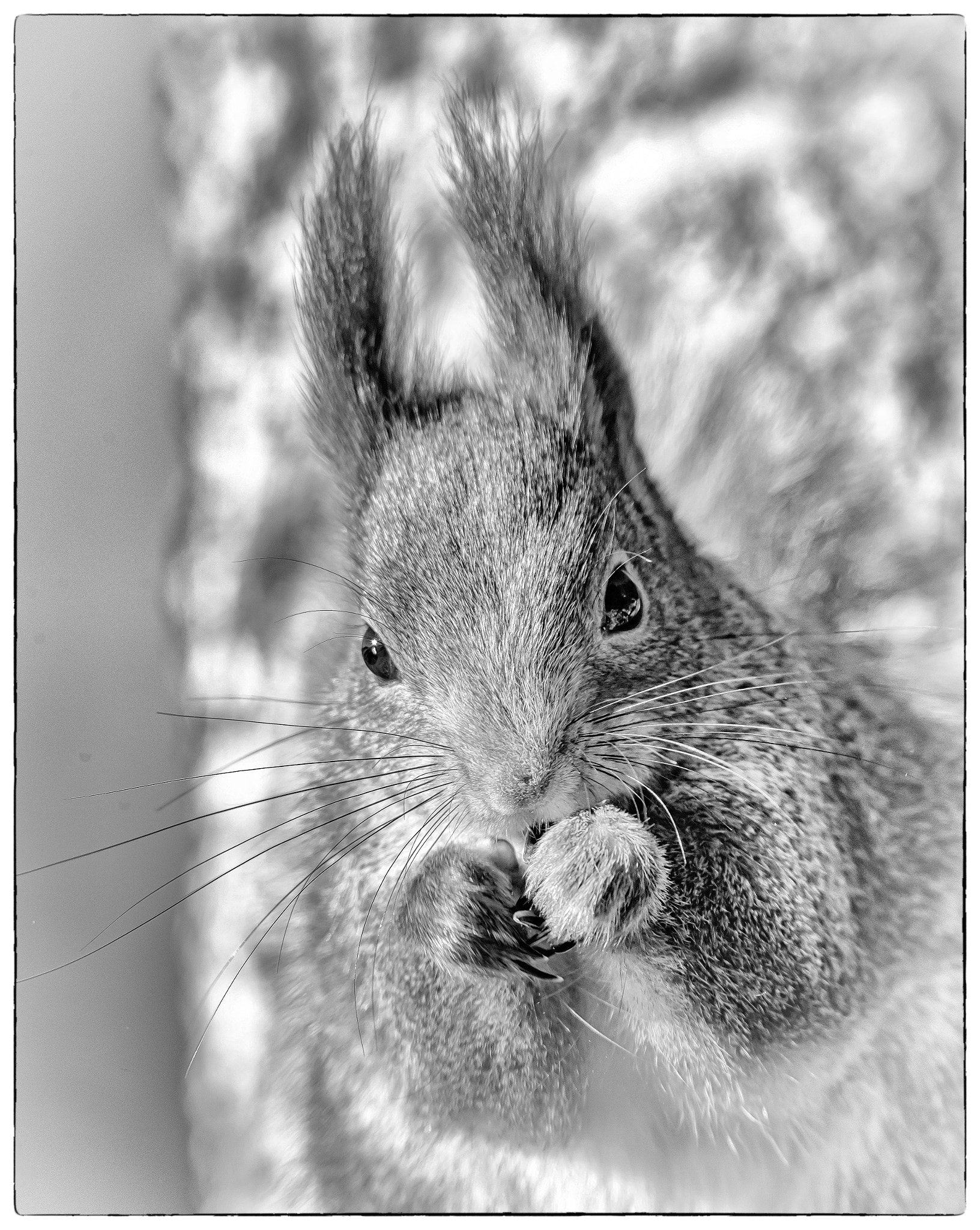 Sigma 150-600mm F5-6.3 DG OS HSM | S sample photo. Edit edit edit photography