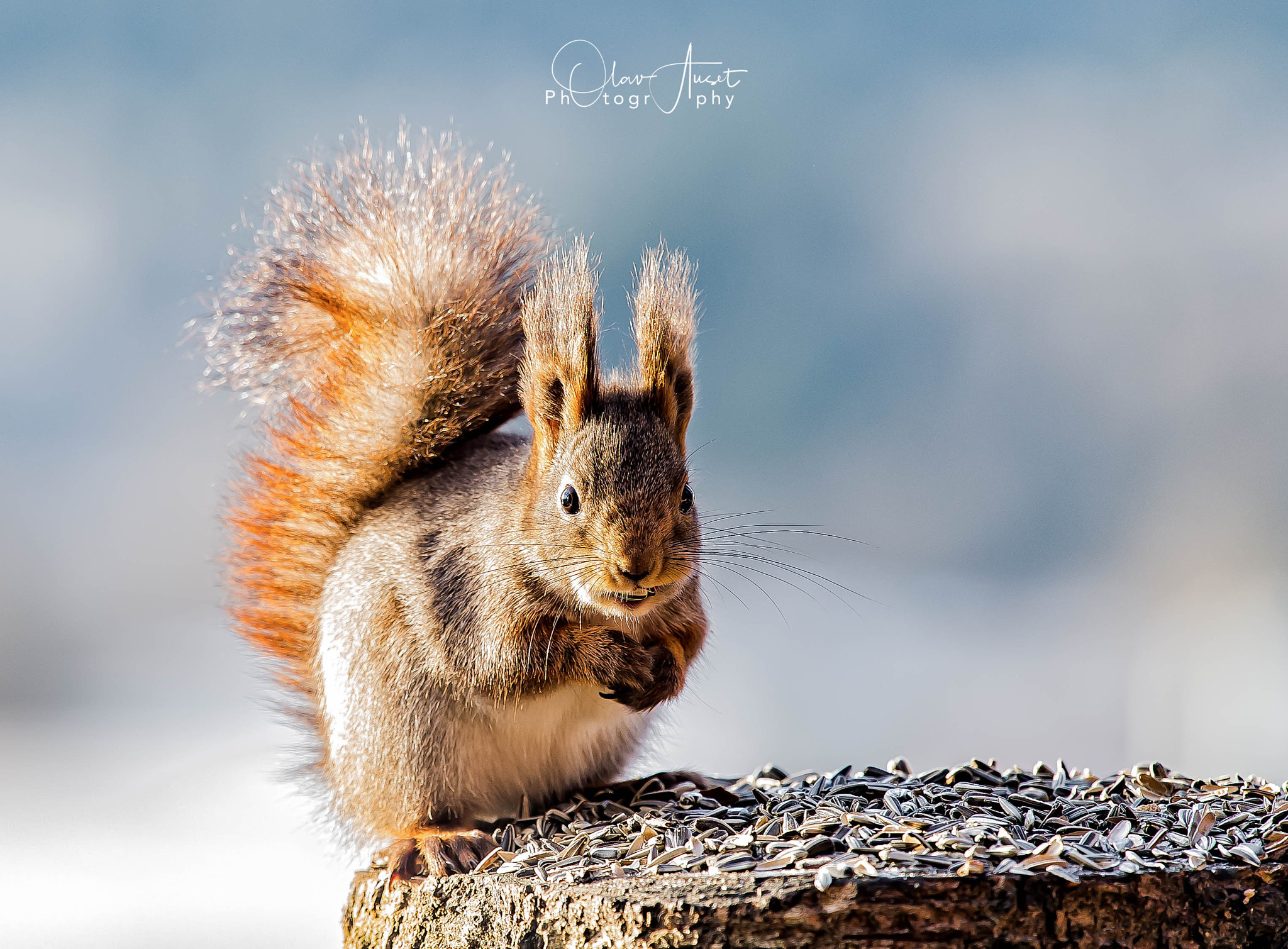 Nikon D4 sample photo. Smiling squirrel photography