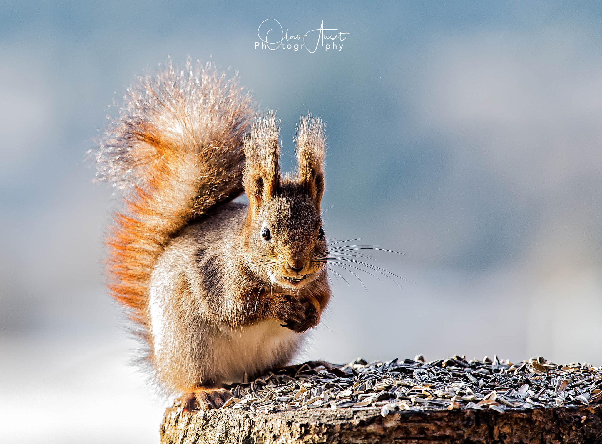 Nikon Nikkor AF-S 300mm F4E PF ED VR sample photo. Smiling squirrel photography