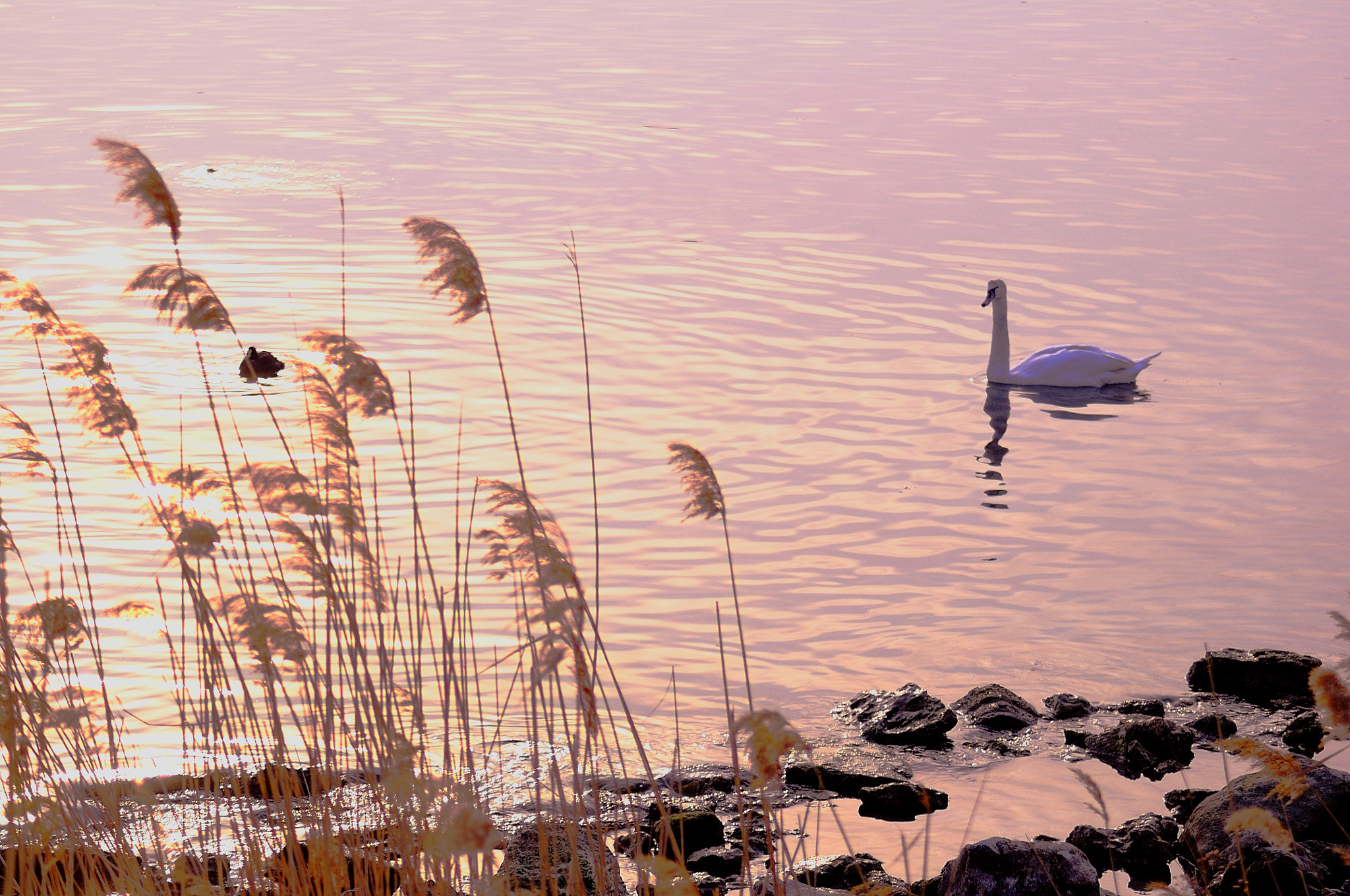 Nikon D5000 sample photo. Swan in reeds photography