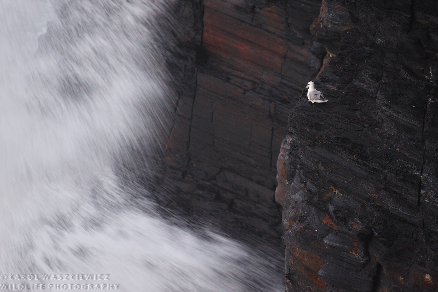 Nikon AF-S Nikkor 200-500mm F5.6E ED VR sample photo. Life on the edge photography