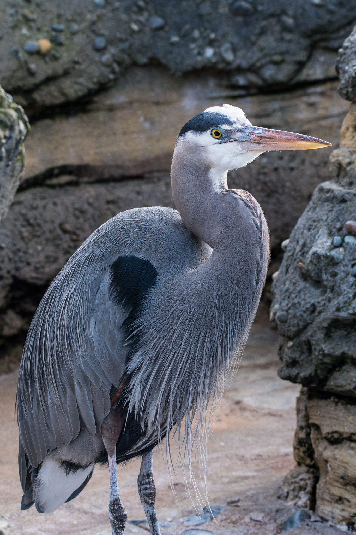 Sigma 150-600mm F5-6.3 DG OS HSM | C sample photo. Herron photography