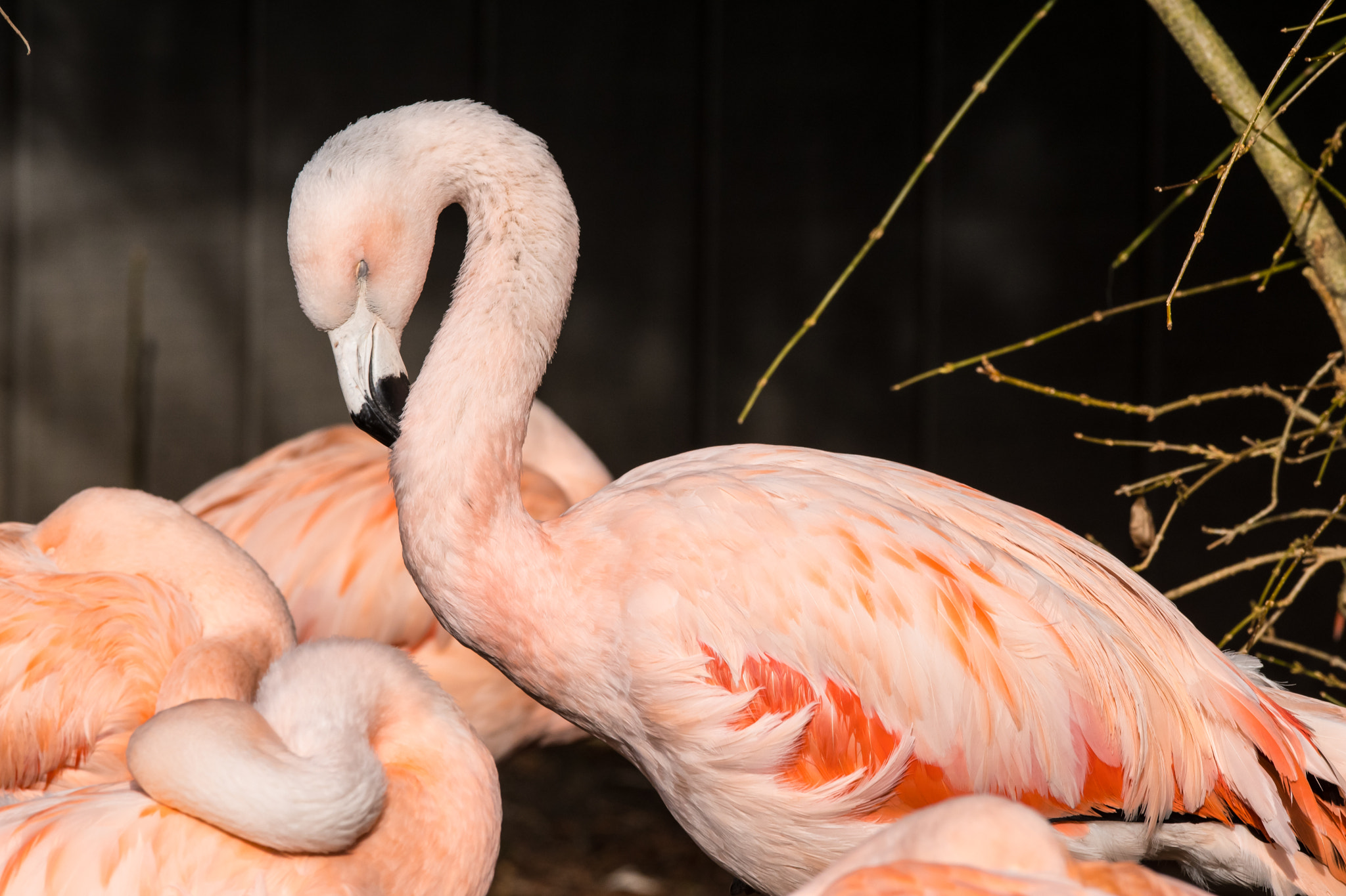 Sigma 150-600mm F5-6.3 DG OS HSM | C sample photo. Flamingos photography