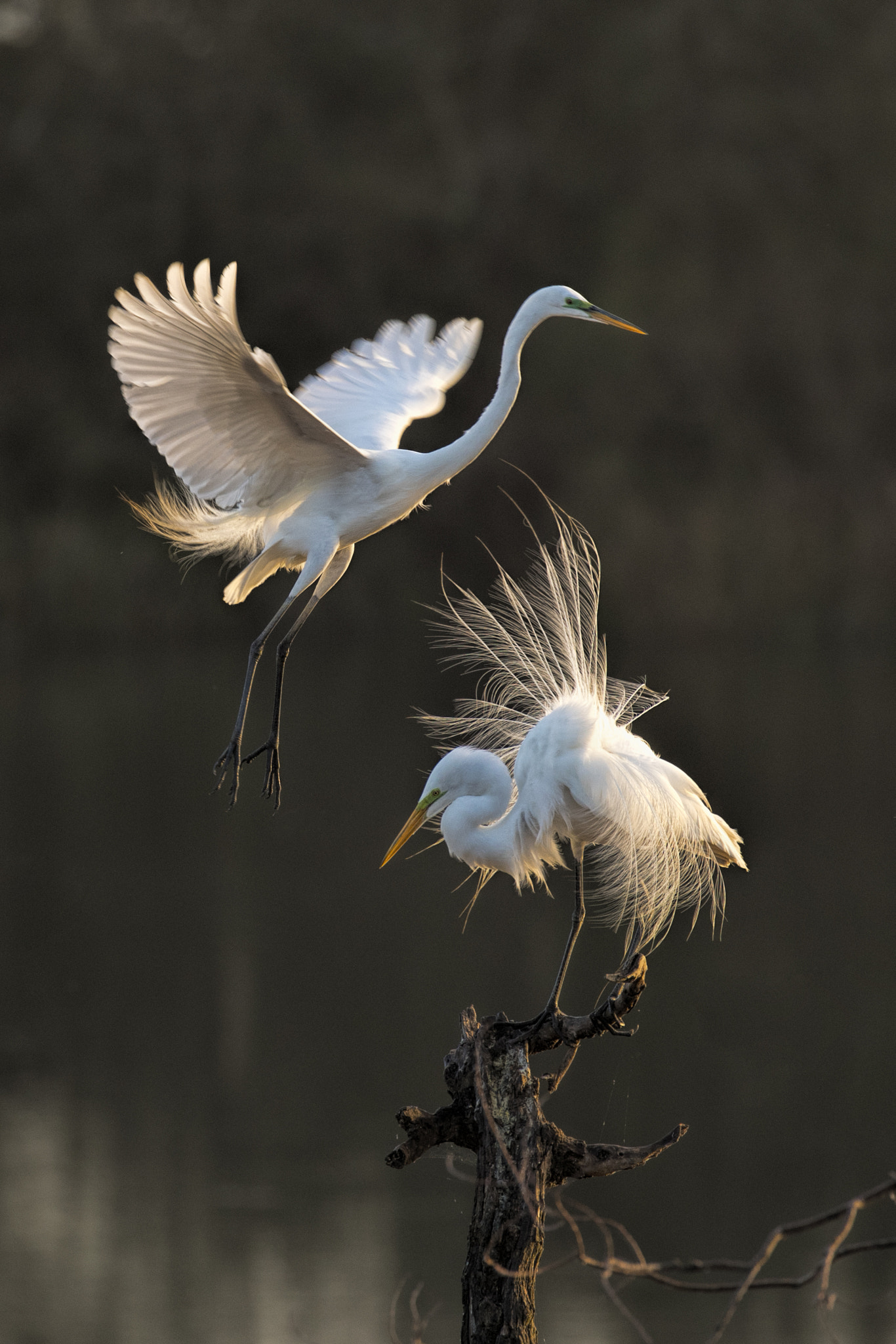 Canon EOS-1D X Mark II sample photo. Spring birds photography