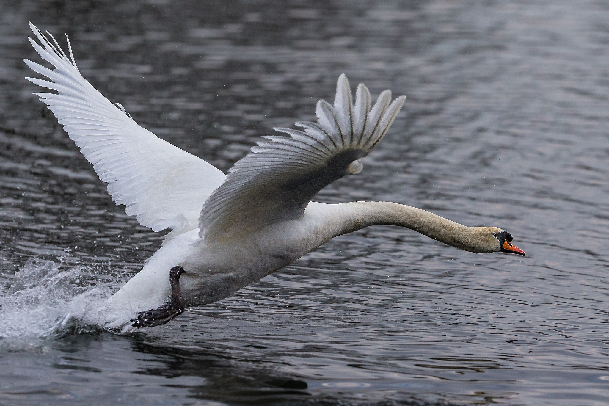 Canon EOS-1D X + Canon EF 200mm F2L IS USM sample photo. Start.. photography