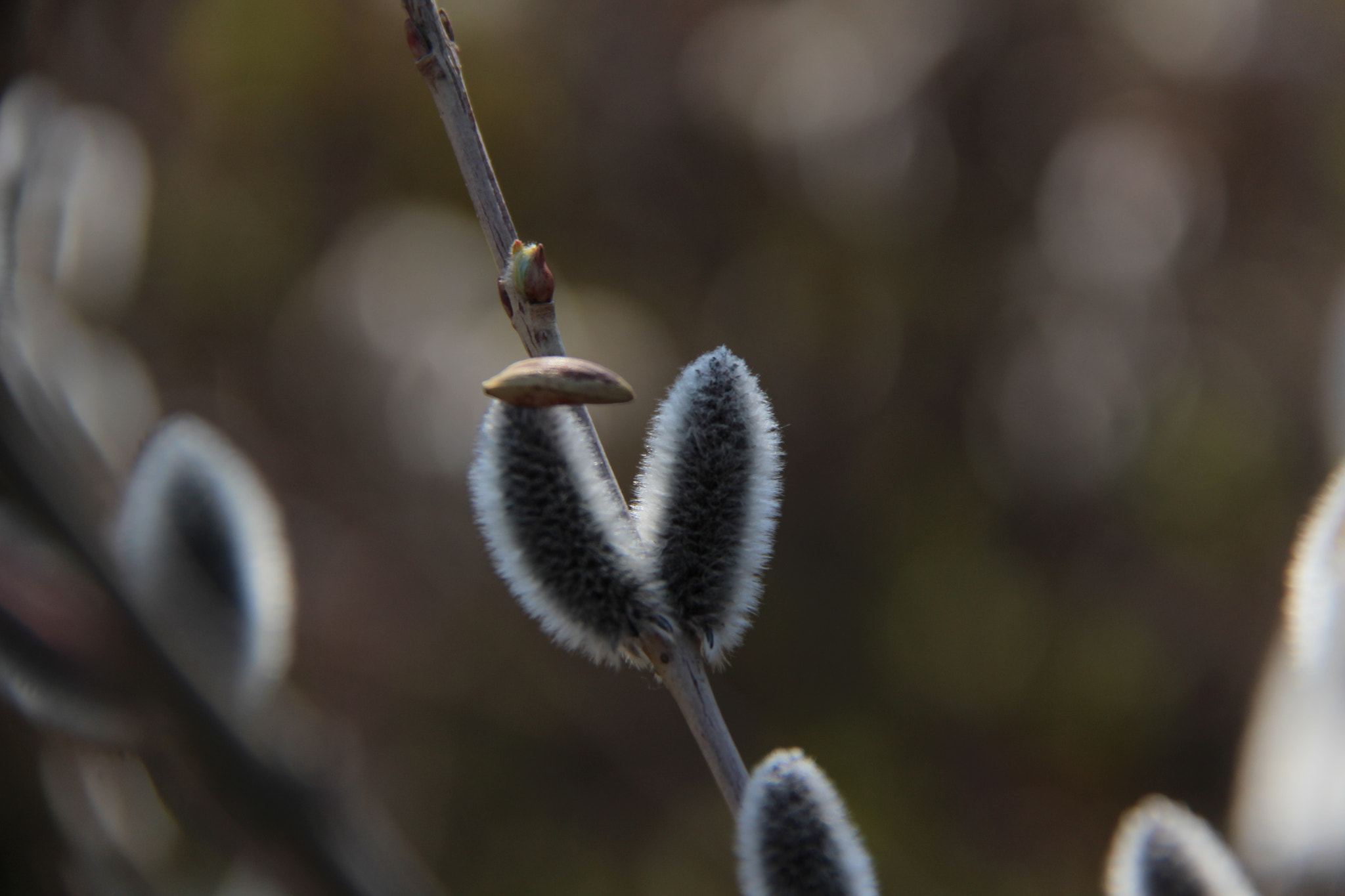 Canon EF-S 18-200mm F3.5-5.6 IS sample photo. 탄생``````사랑^^ photography