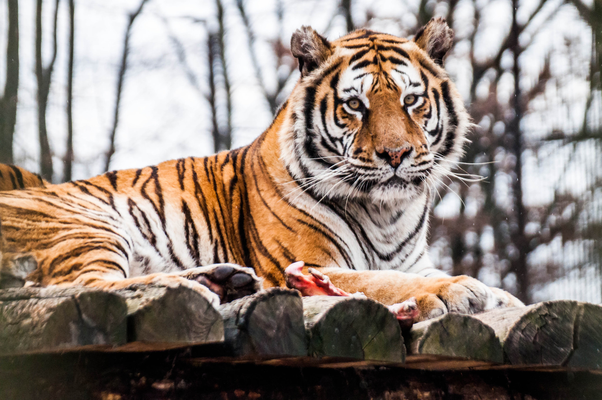 Nikon D5000 sample photo. Tiger photography