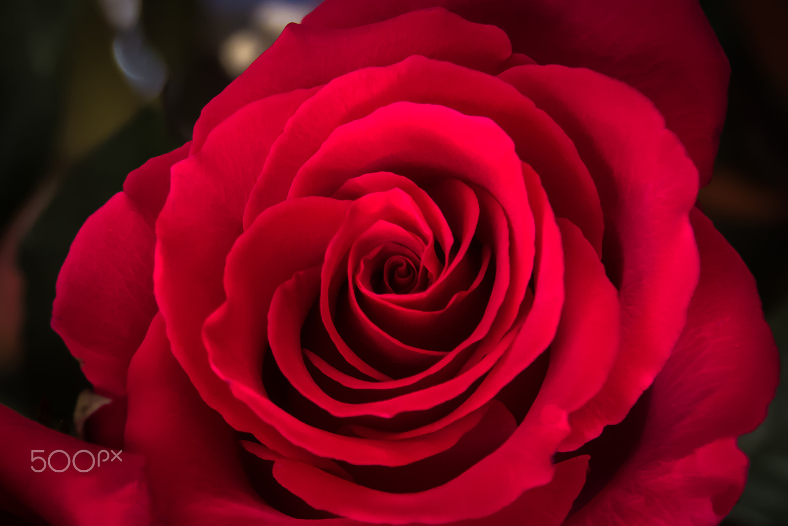 Canon EOS 600D (Rebel EOS T3i / EOS Kiss X5) sample photo. Simple: a rose in bloom photography