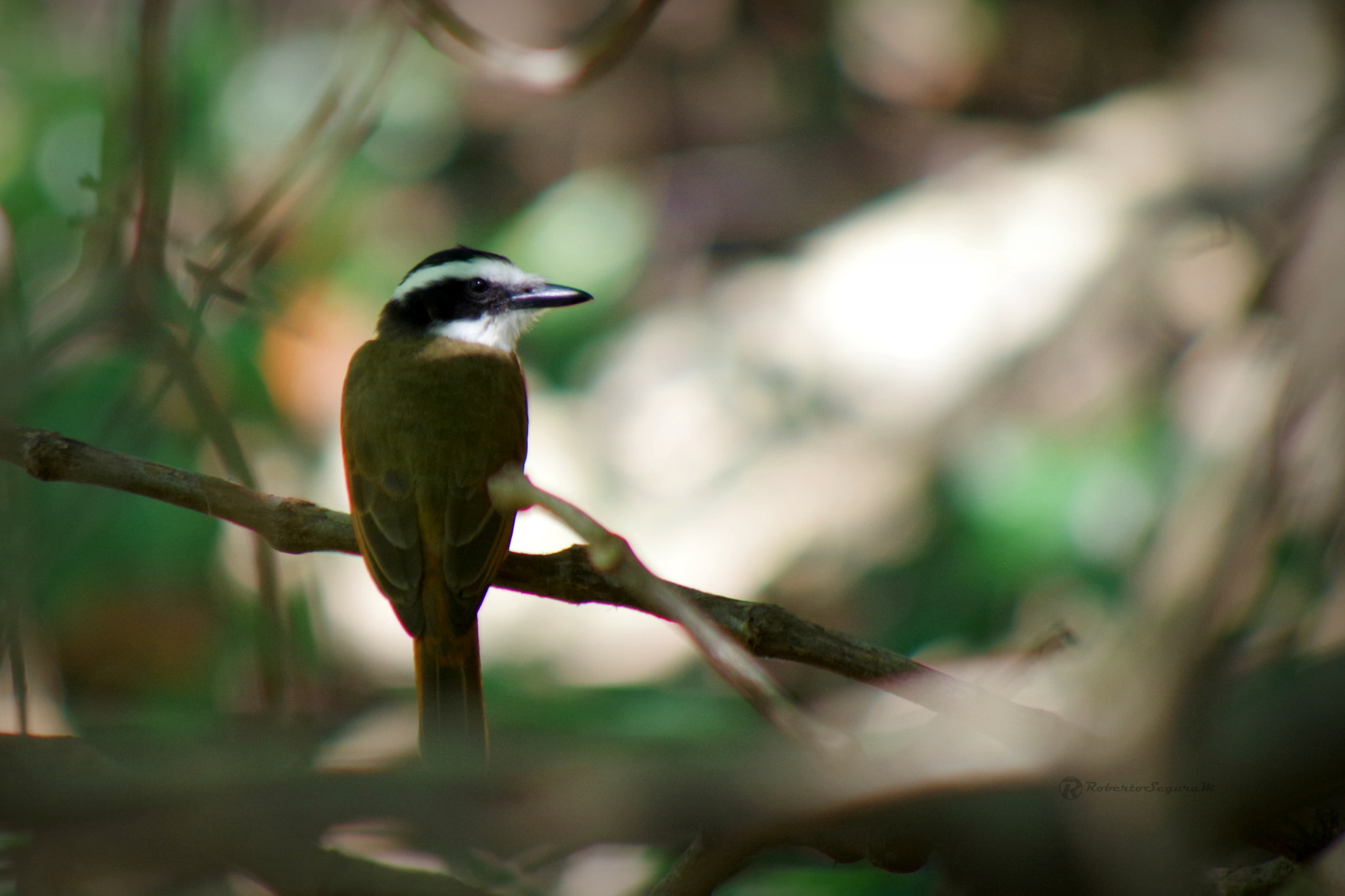 Pentax K-S2 sample photo. Entre sombras y rayos de luz photography