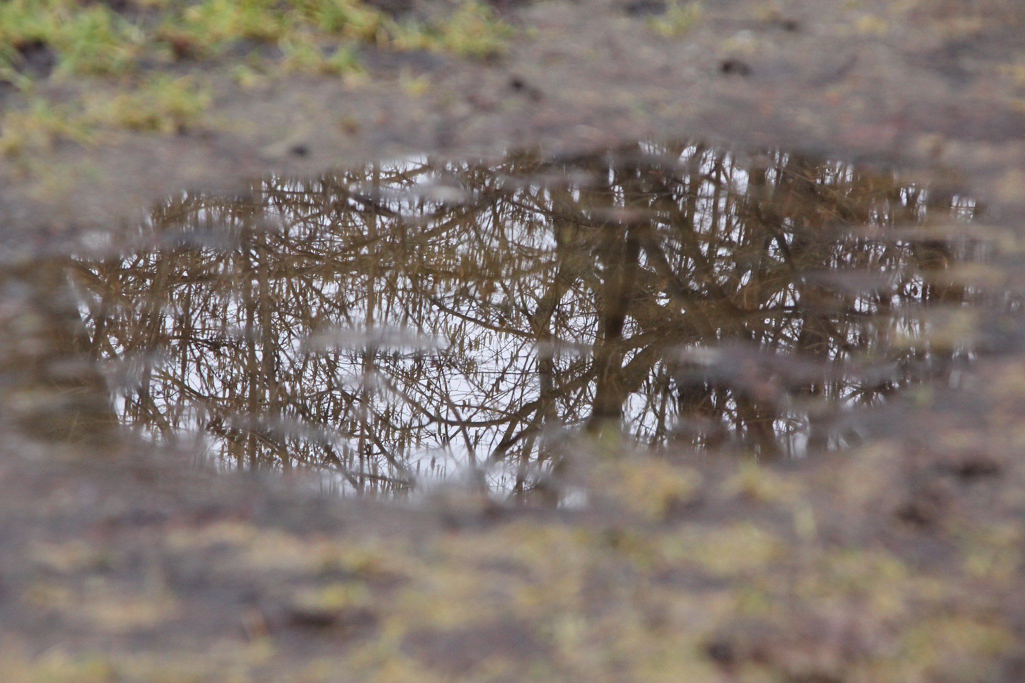 Canon EOS 60D sample photo. Reflektion in a puddle photography