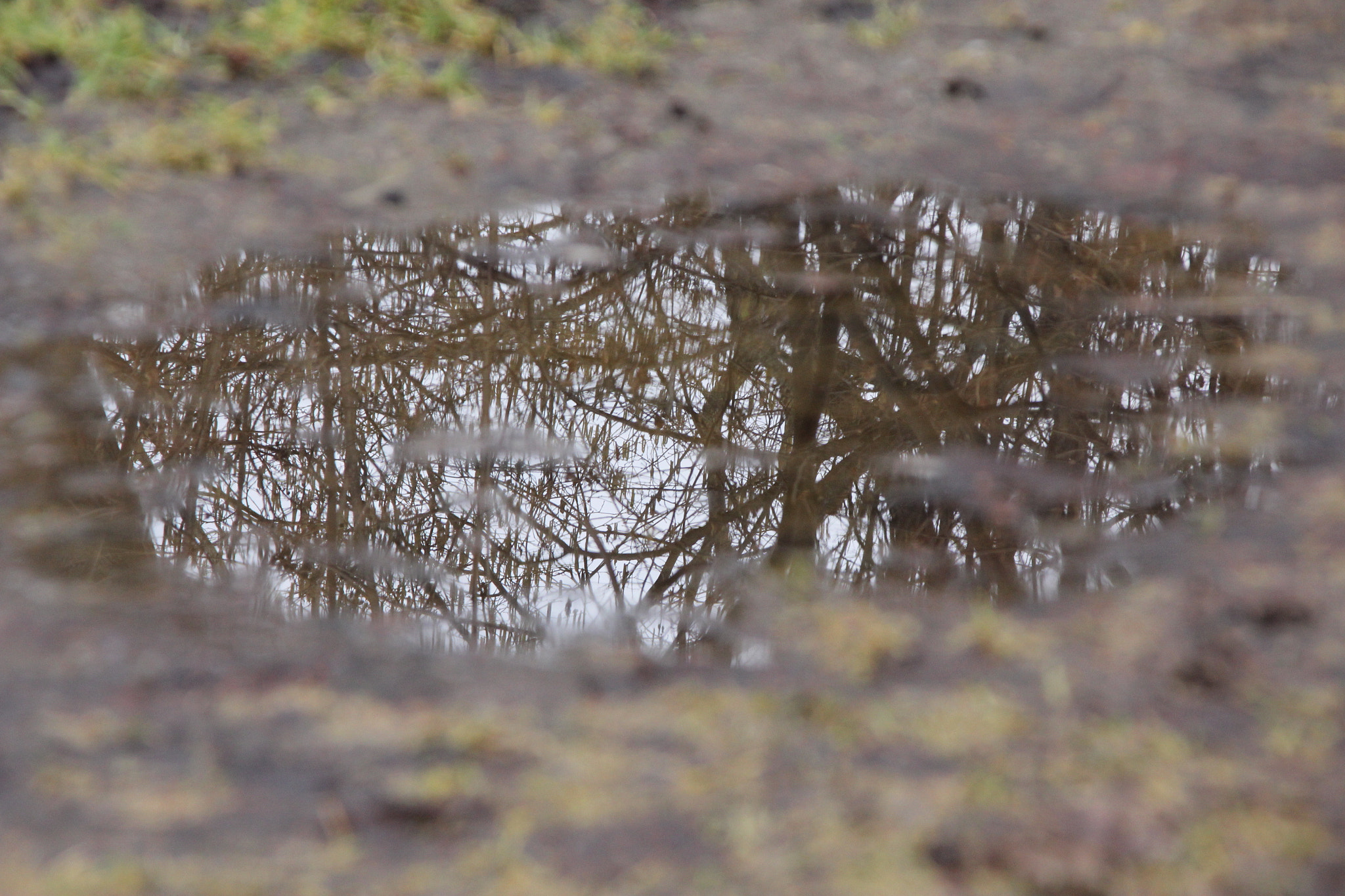 Canon TS-E 90mm F2.8 Tilt-Shift sample photo. Reflektion in a puddle photography