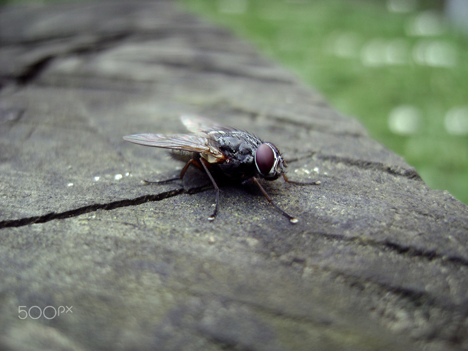 Sony DSC-S700 sample photo. A fly photography