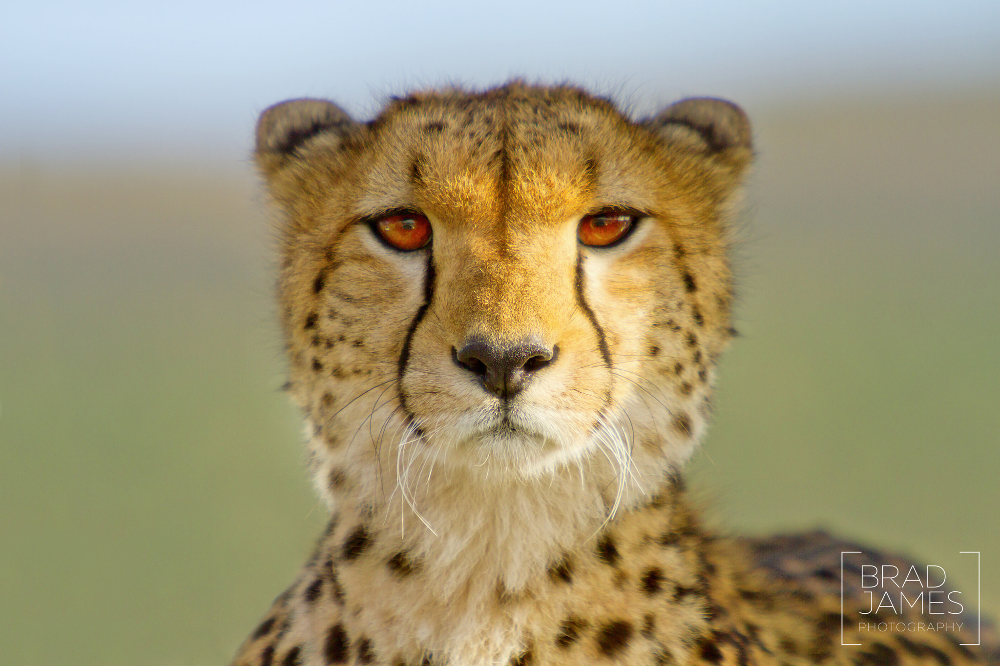 Canon EF 70-200mm F2.8L IS USM sample photo. Cheetah  photography