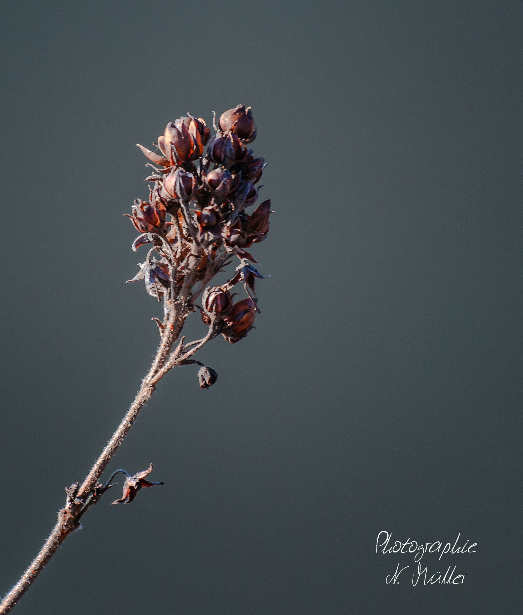 Sigma 70-300mm F4-5.6 APO DG Macro sample photo. Minimalistisch photography
