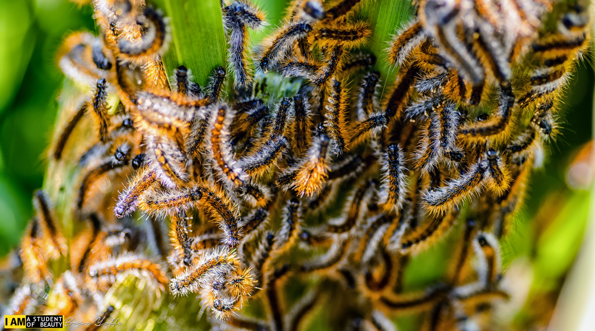 Nikon D7100 + Tokina AT-X Pro 100mm F2.8 Macro sample photo. Ocnogyna loewii, big bunch of them photography