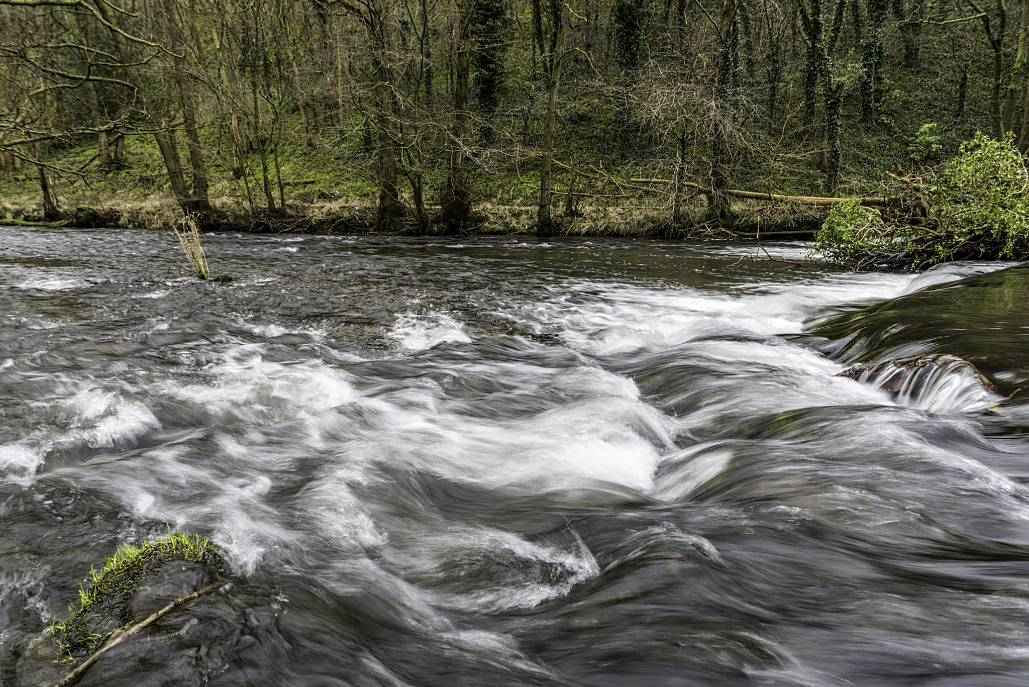 Nikon D750 + Sigma 24-70mm F2.8 EX DG Macro sample photo. River dove photography