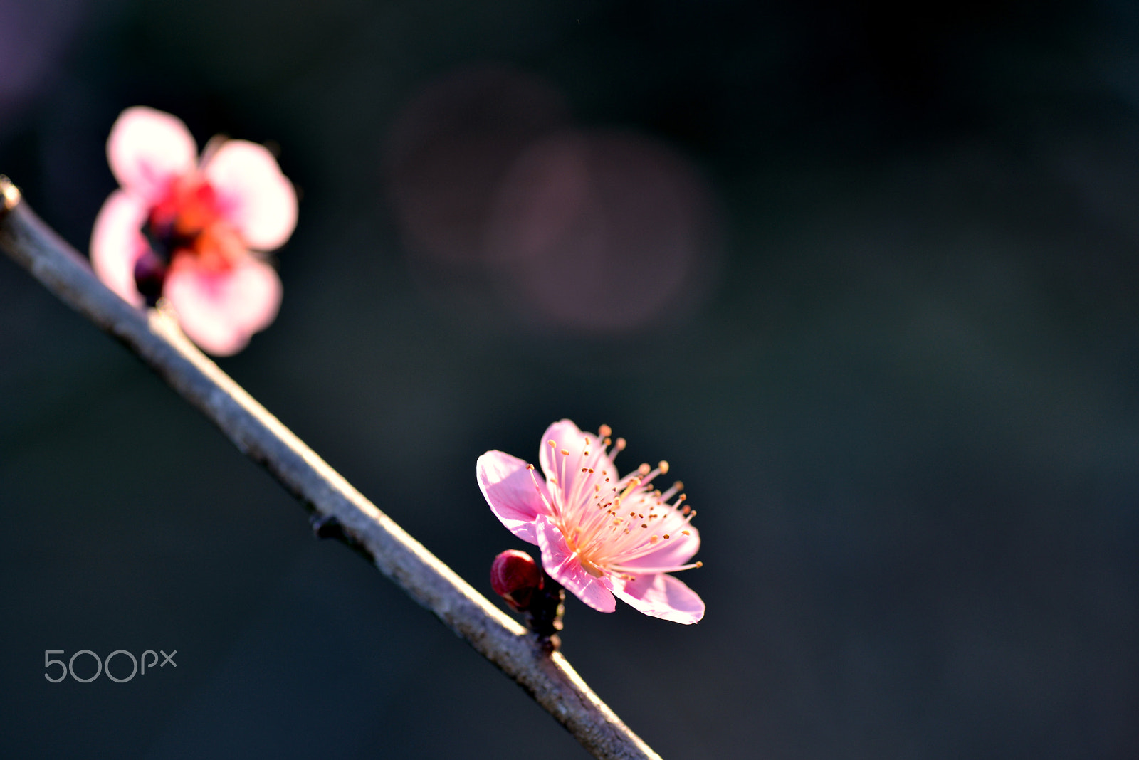 Nikon D600 sample photo. Plum season ends. photography