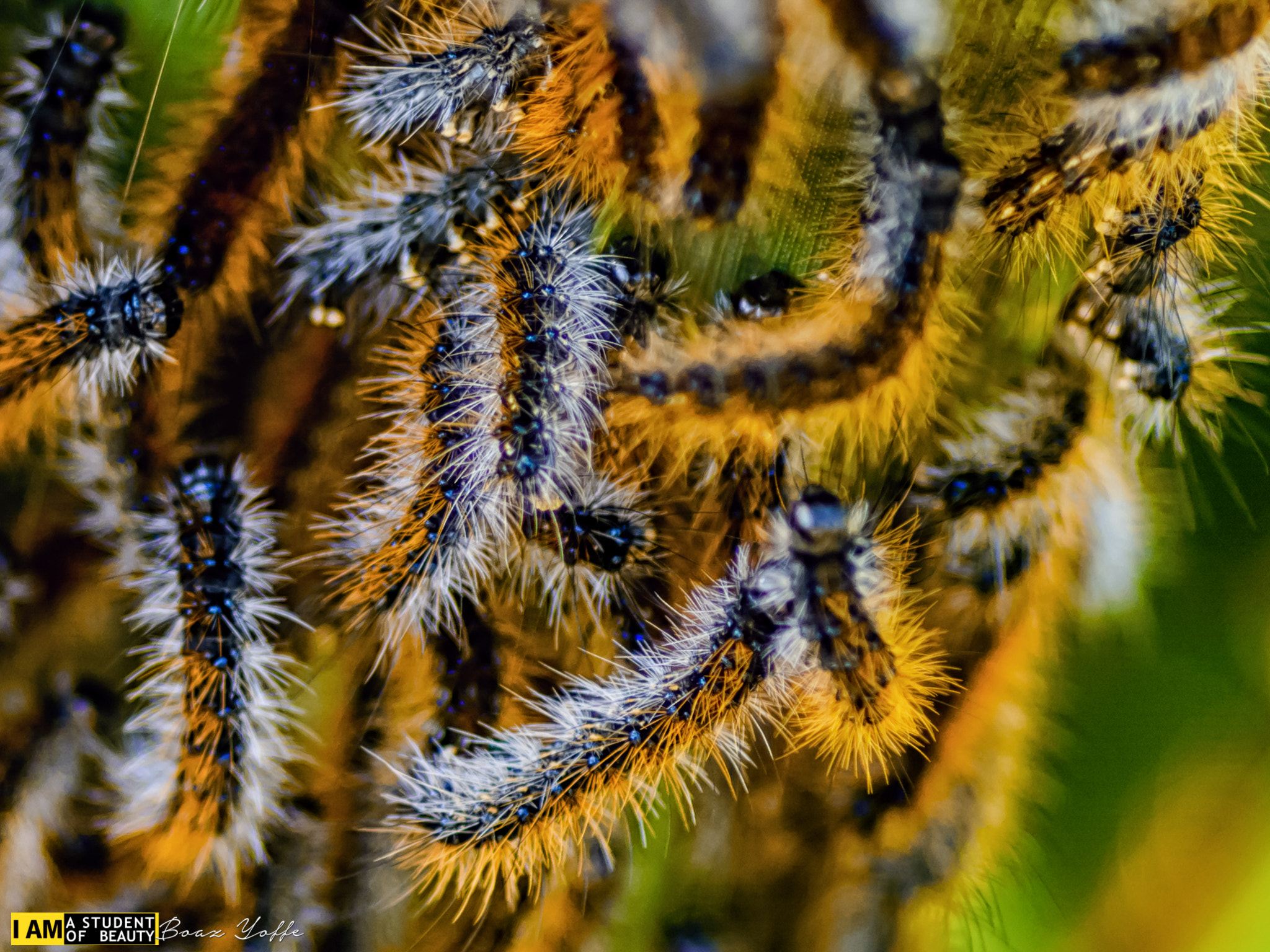 Nikon D7100 + Tokina AT-X Pro 100mm F2.8 Macro sample photo. Ocnogyna loewii, detail i photography