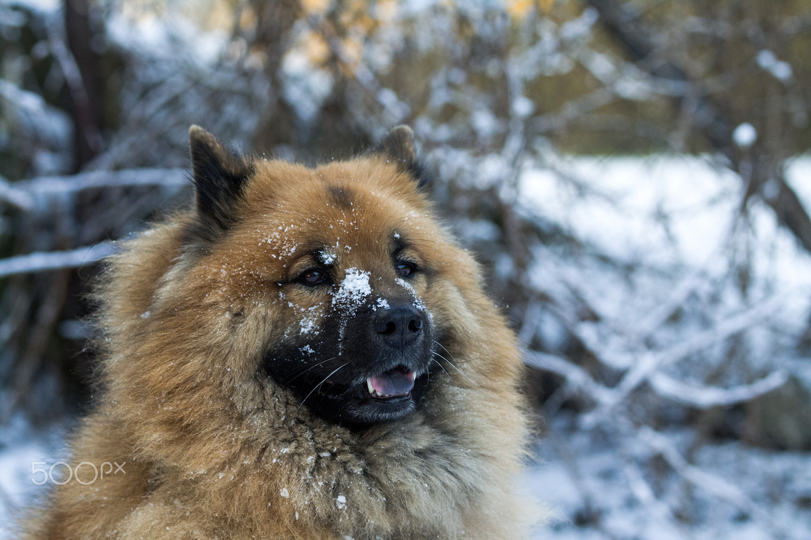 Canon EOS 50D sample photo. Dita photography