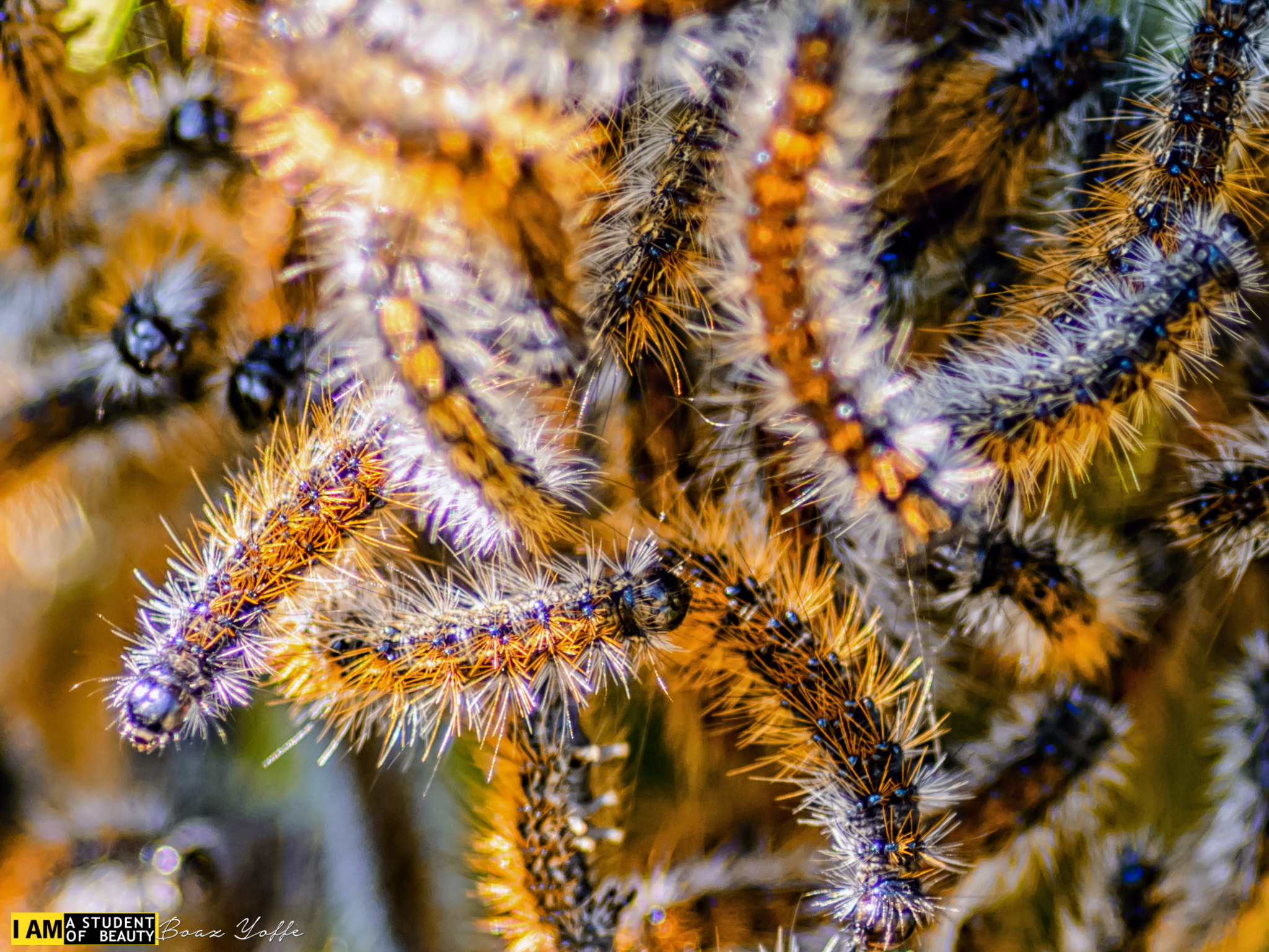 Tokina AT-X Pro 100mm F2.8 Macro sample photo. Ocnogyna loewii, detail ii photography