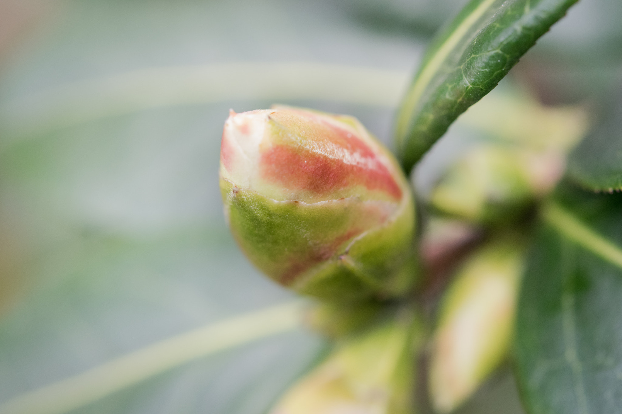 Nikon AF-S Micro-Nikkor 60mm F2.8G ED sample photo. Camellia bud photography
