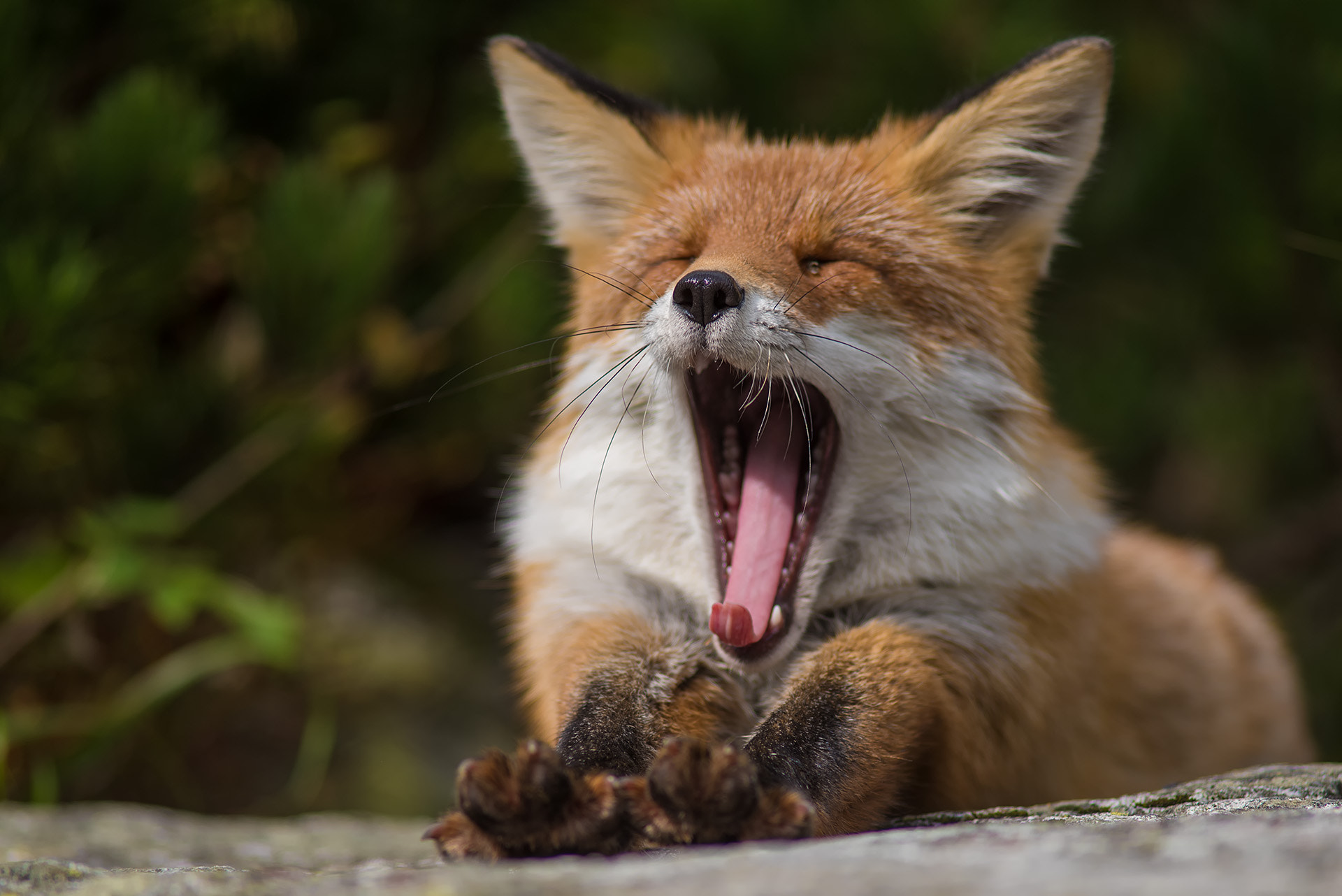 Nikon D750 + AF Nikkor 300mm f/4 IF-ED sample photo. Yawning fox photography