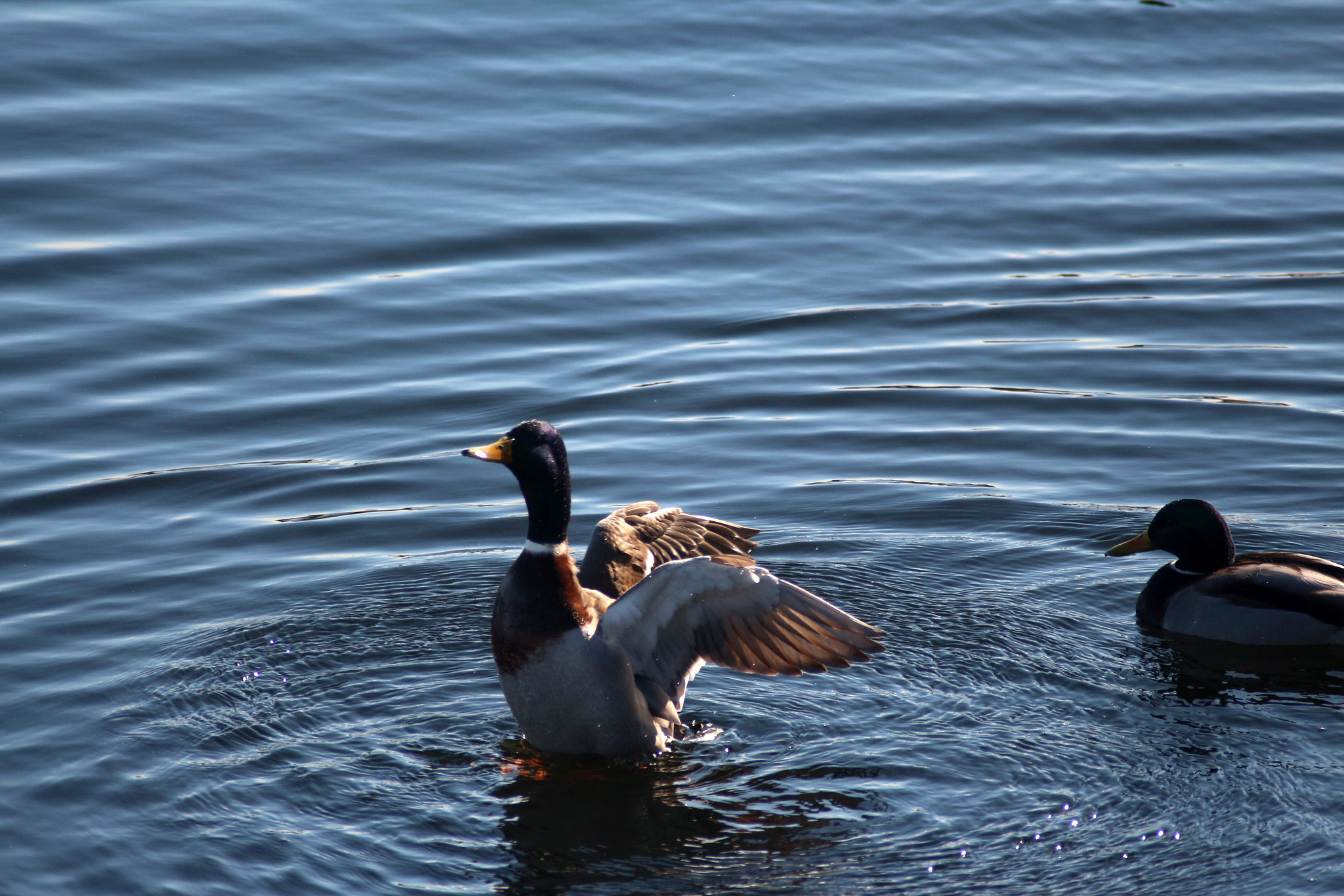 Canon EF 50mm f/1.8 sample photo. ііііііііі photography