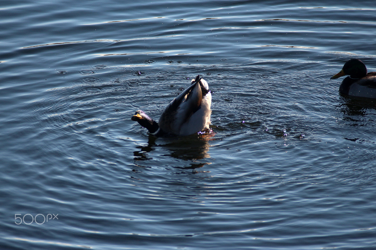 Canon EF 50mm f/1.8 sample photo. Bathing photography