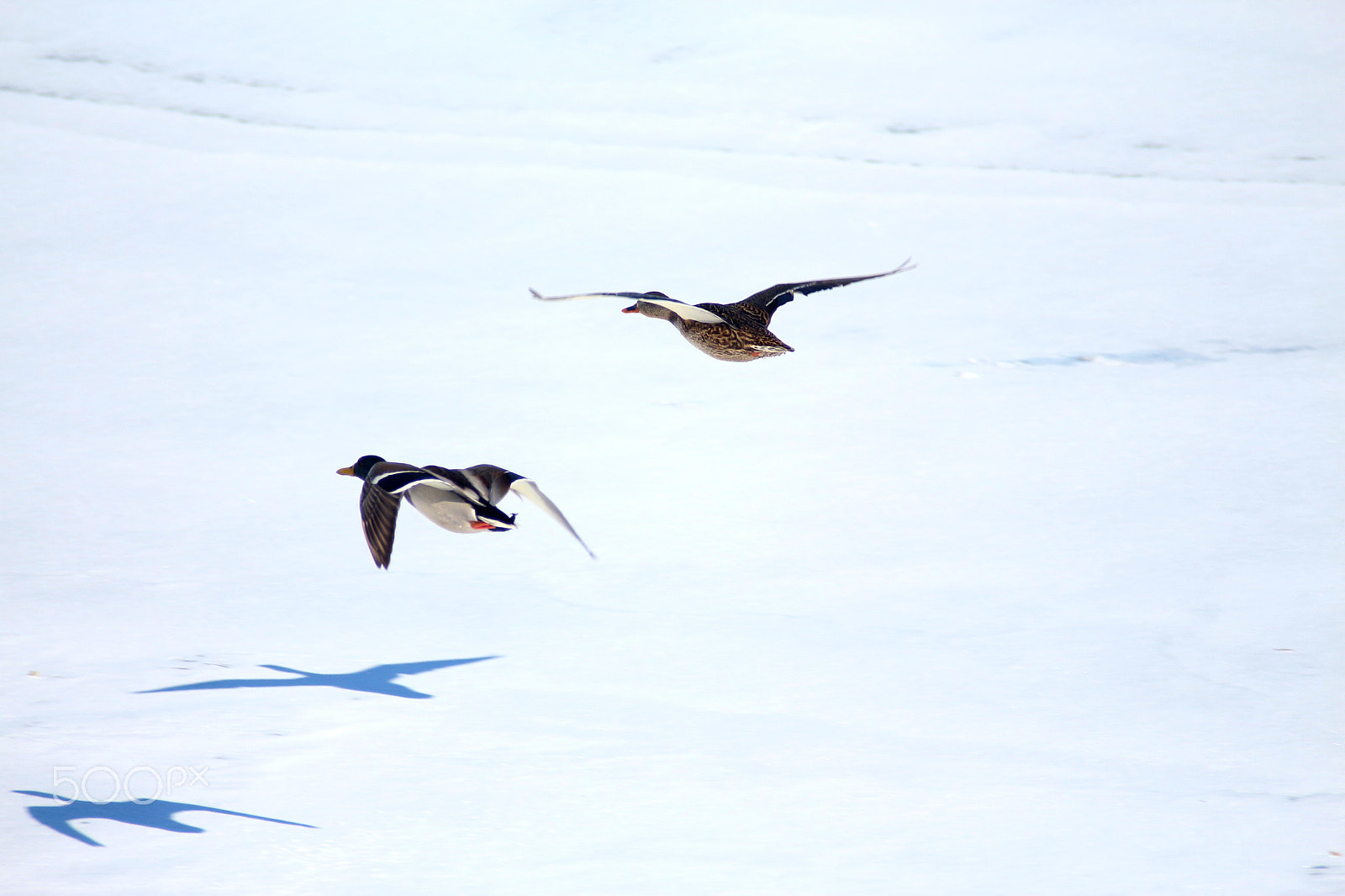 Canon EF 50mm f/1.8 sample photo. Pair flight photography