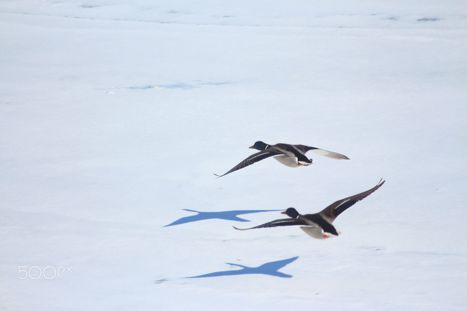 Canon EF 50mm f/1.8 sample photo. Pair flight photography