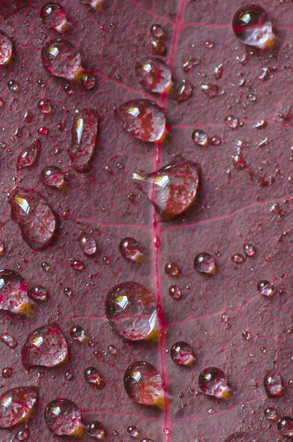 Nikon D7000 + Tamron SP 90mm F2.8 Di VC USD 1:1 Macro sample photo. Droplets photography