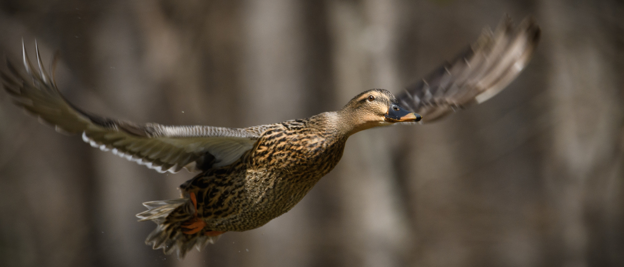 Nikon D500 + Sigma 50mm F2.8 EX DG Macro sample photo. Female mallard in flight photography