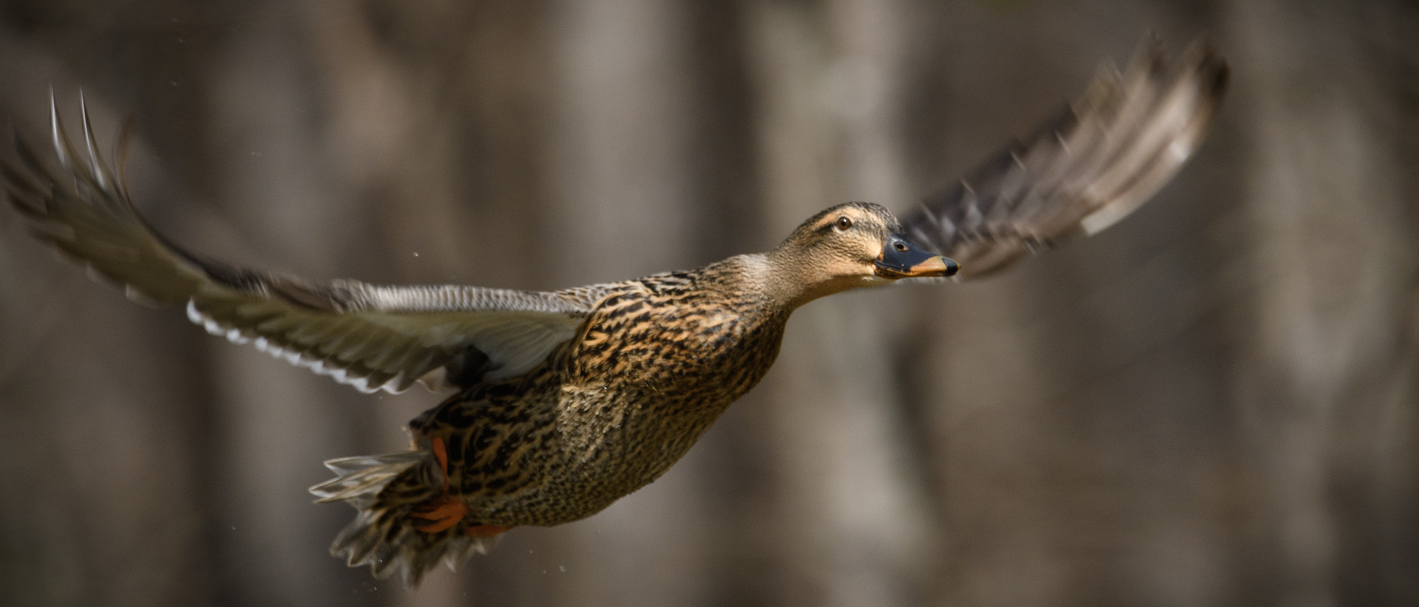 Nikon D500 sample photo. Female mallard in flight photography