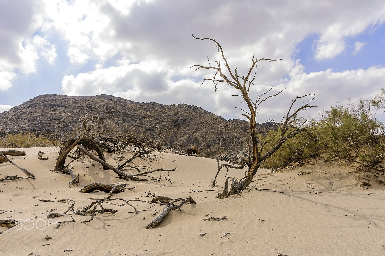 Sigma 18-250mm F3.5-6.3 DC OS HSM sample photo. Death & life the game in amazing nature photography