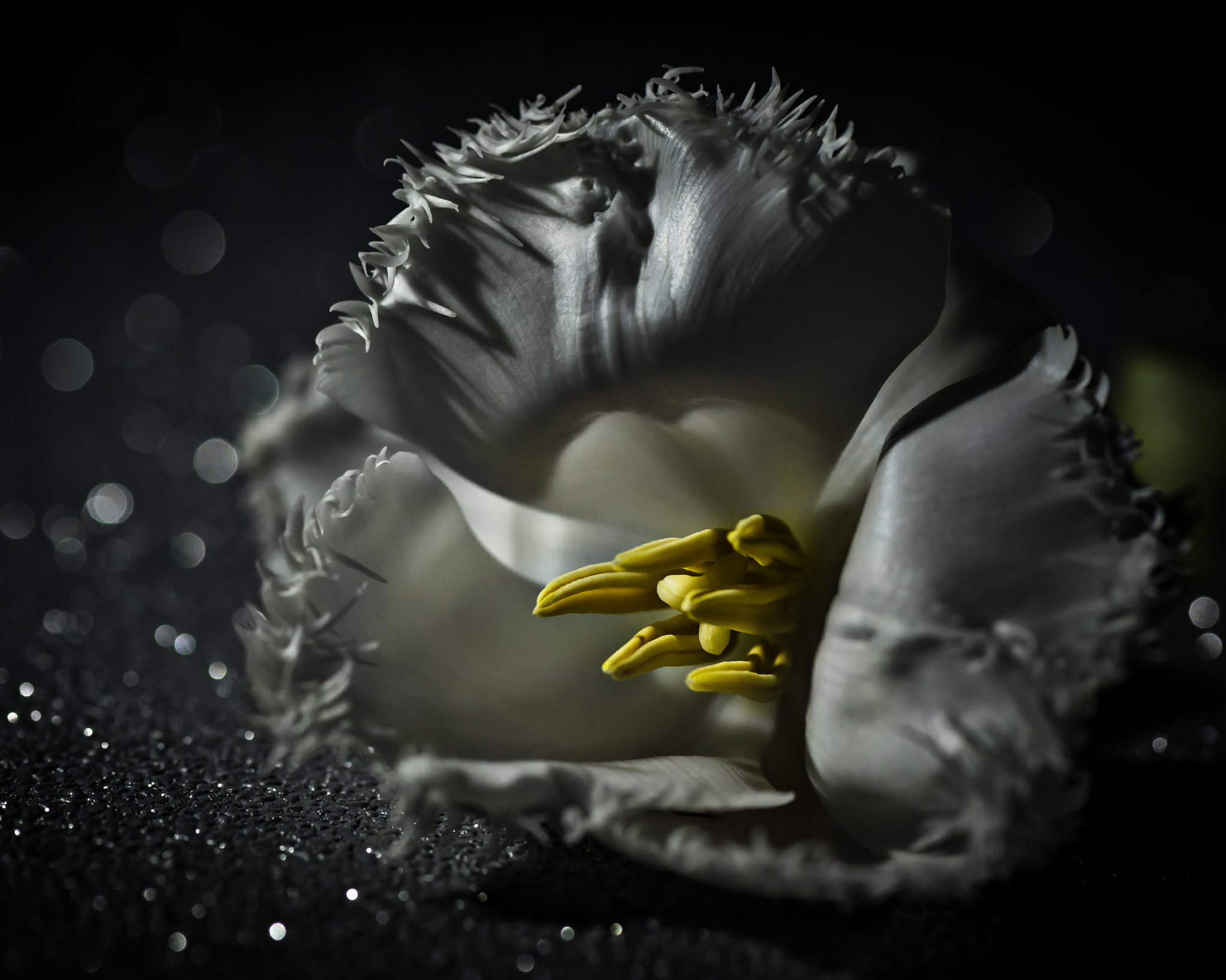 Nikon AF-S Micro-Nikkor 105mm F2.8G IF-ED VR sample photo. Dark tulip photography