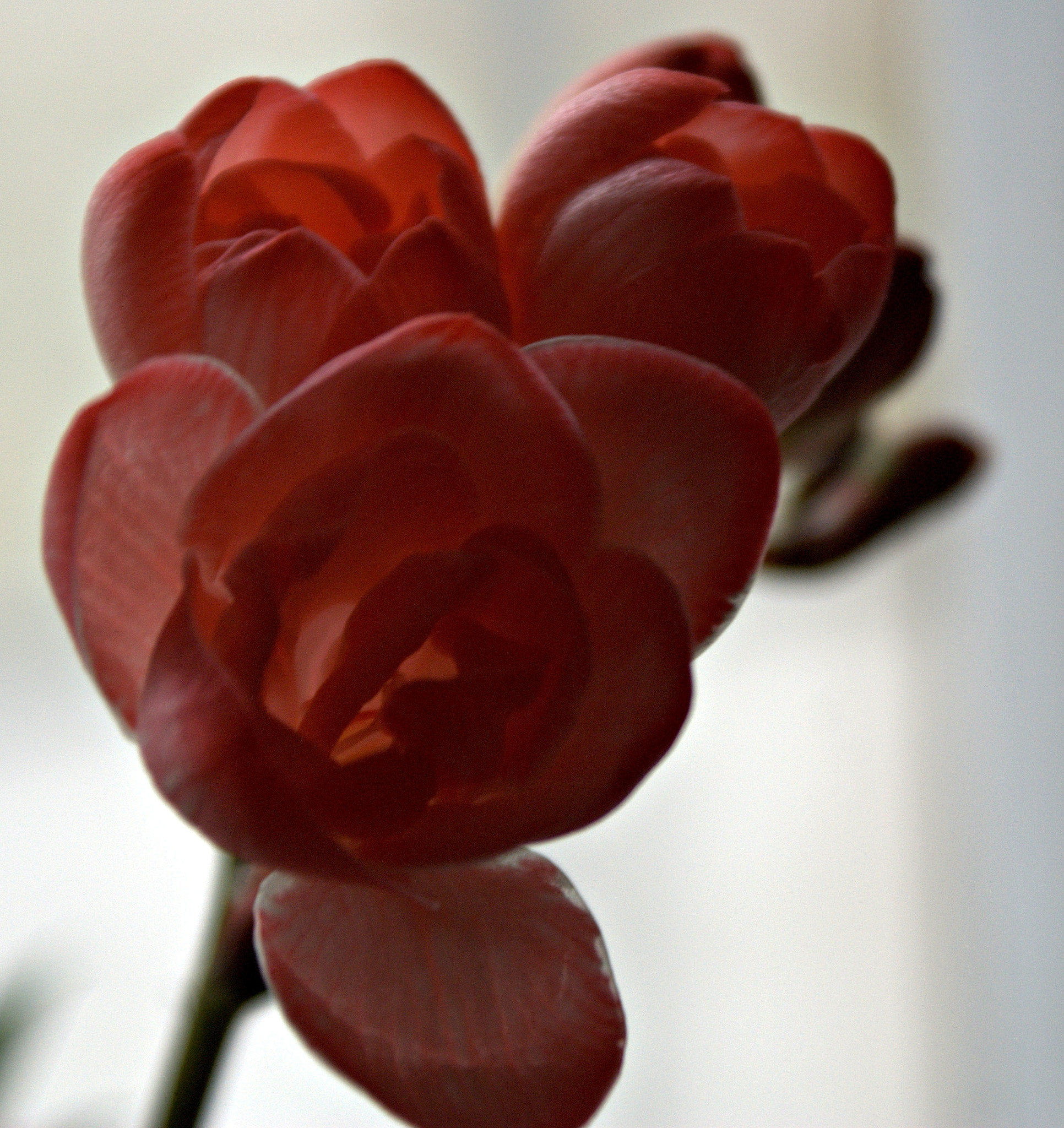 Sony Alpha DSLR-A300 sample photo. Frezja photography