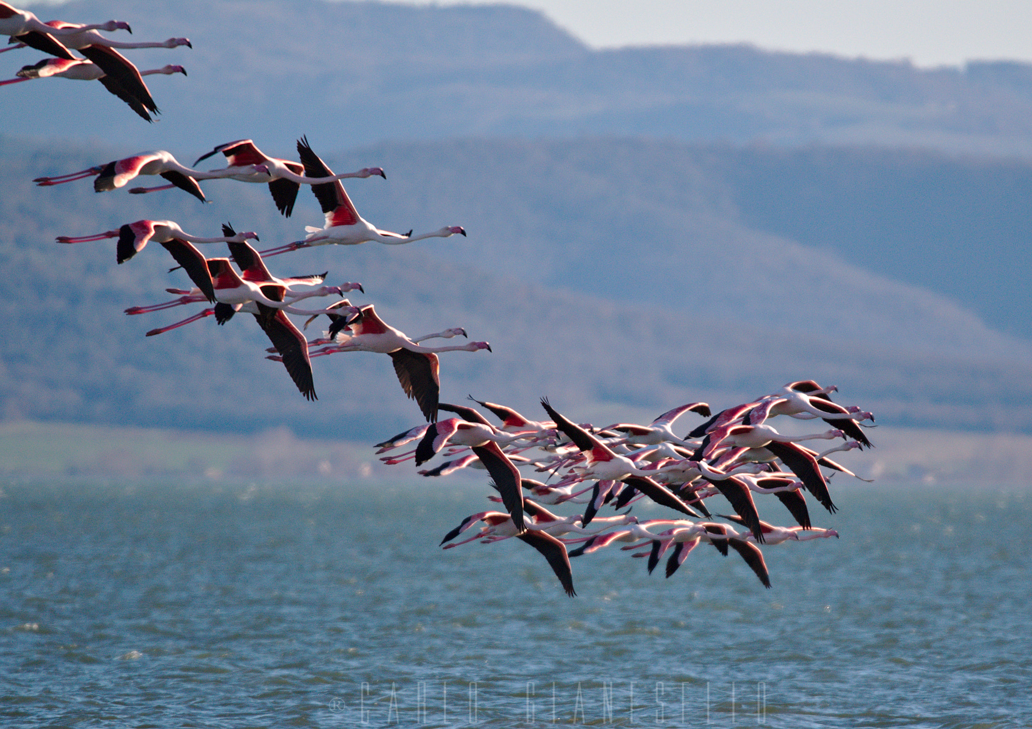 Sigma 150-600mm F5-6.3 DG OS HSM | S sample photo. In formazione photography