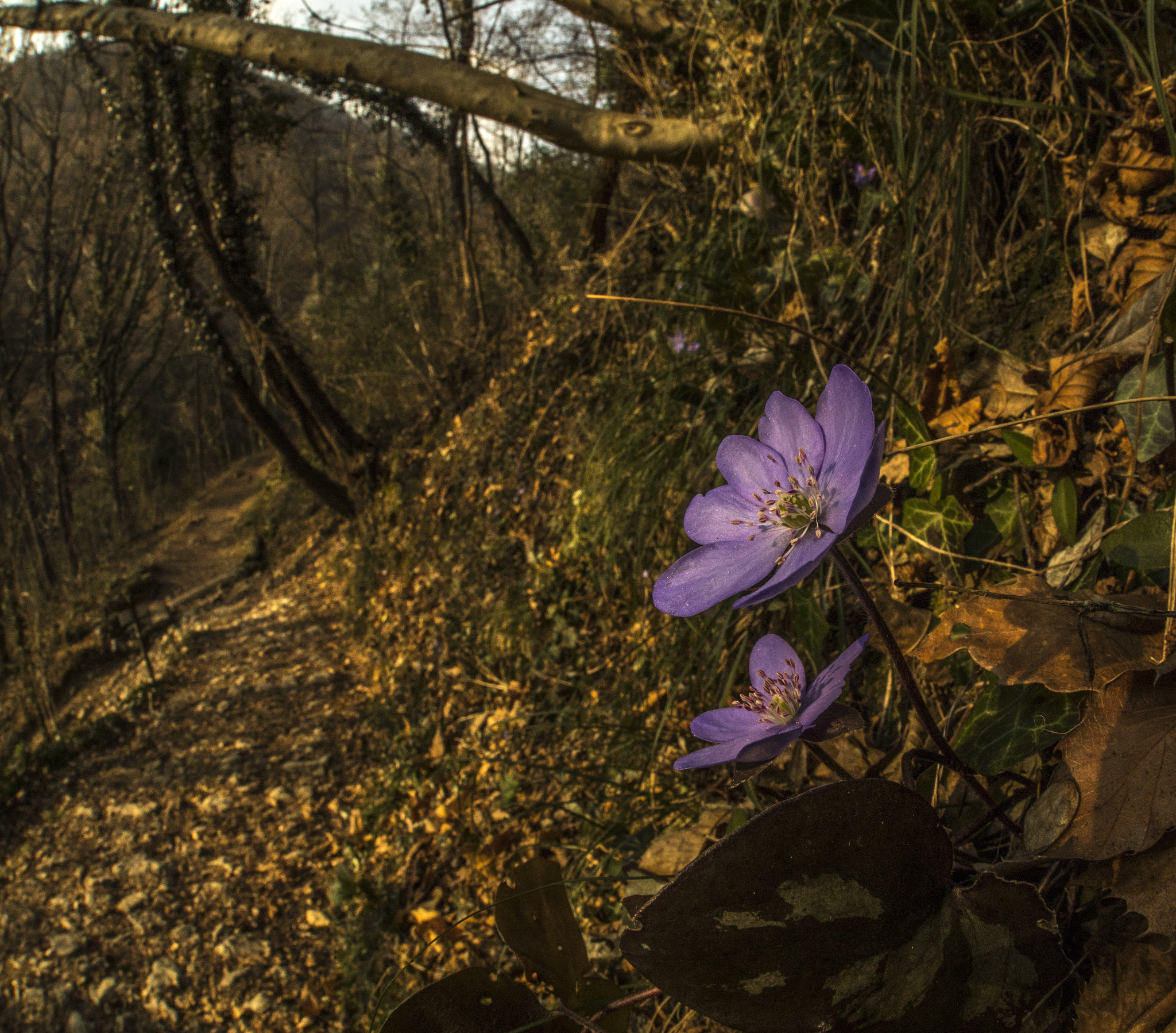 Canon EF 8-15mm F4L Fisheye USM sample photo. Hepatica photography
