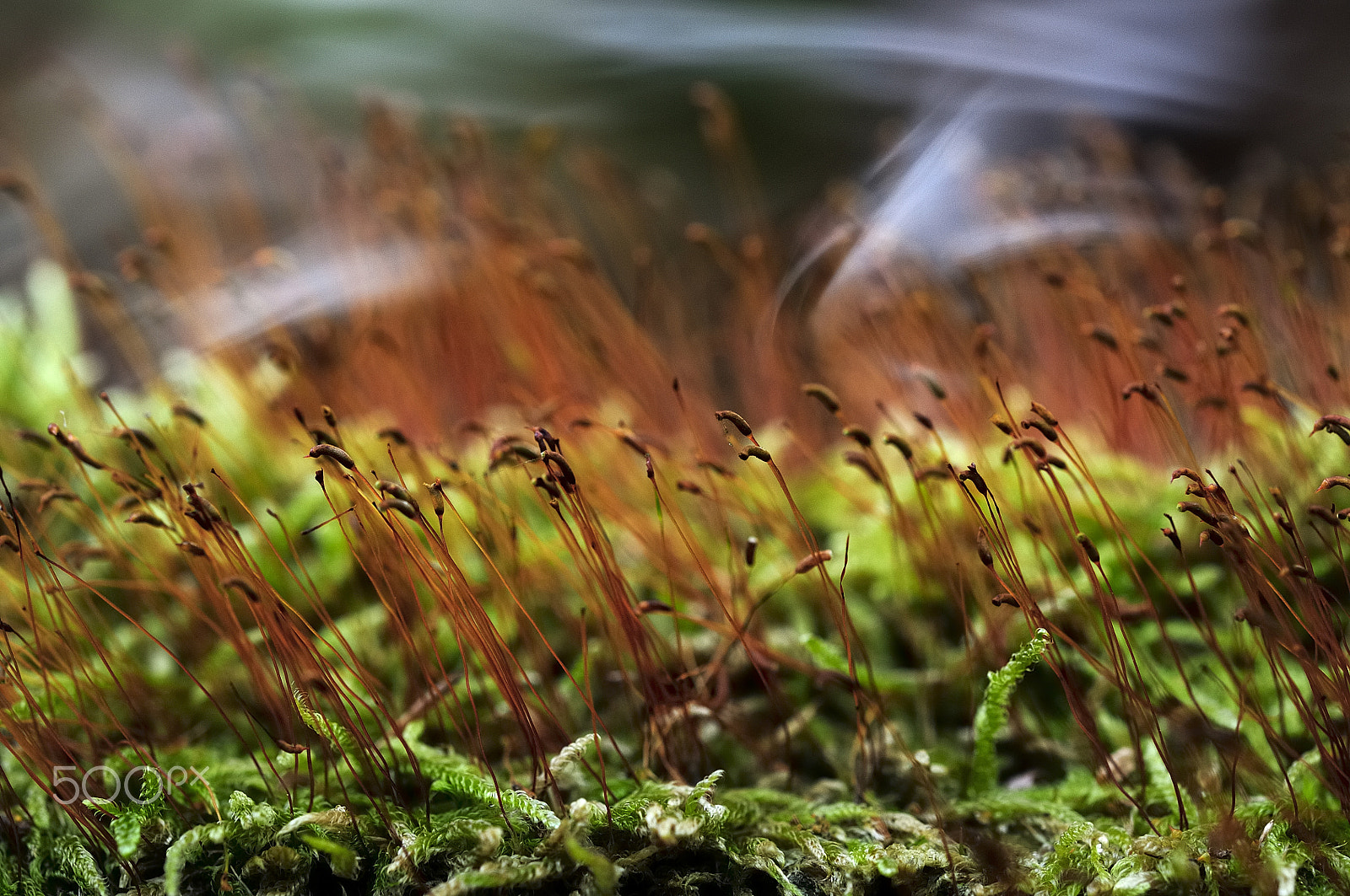 Nikon D300 sample photo. Moss in smok photography