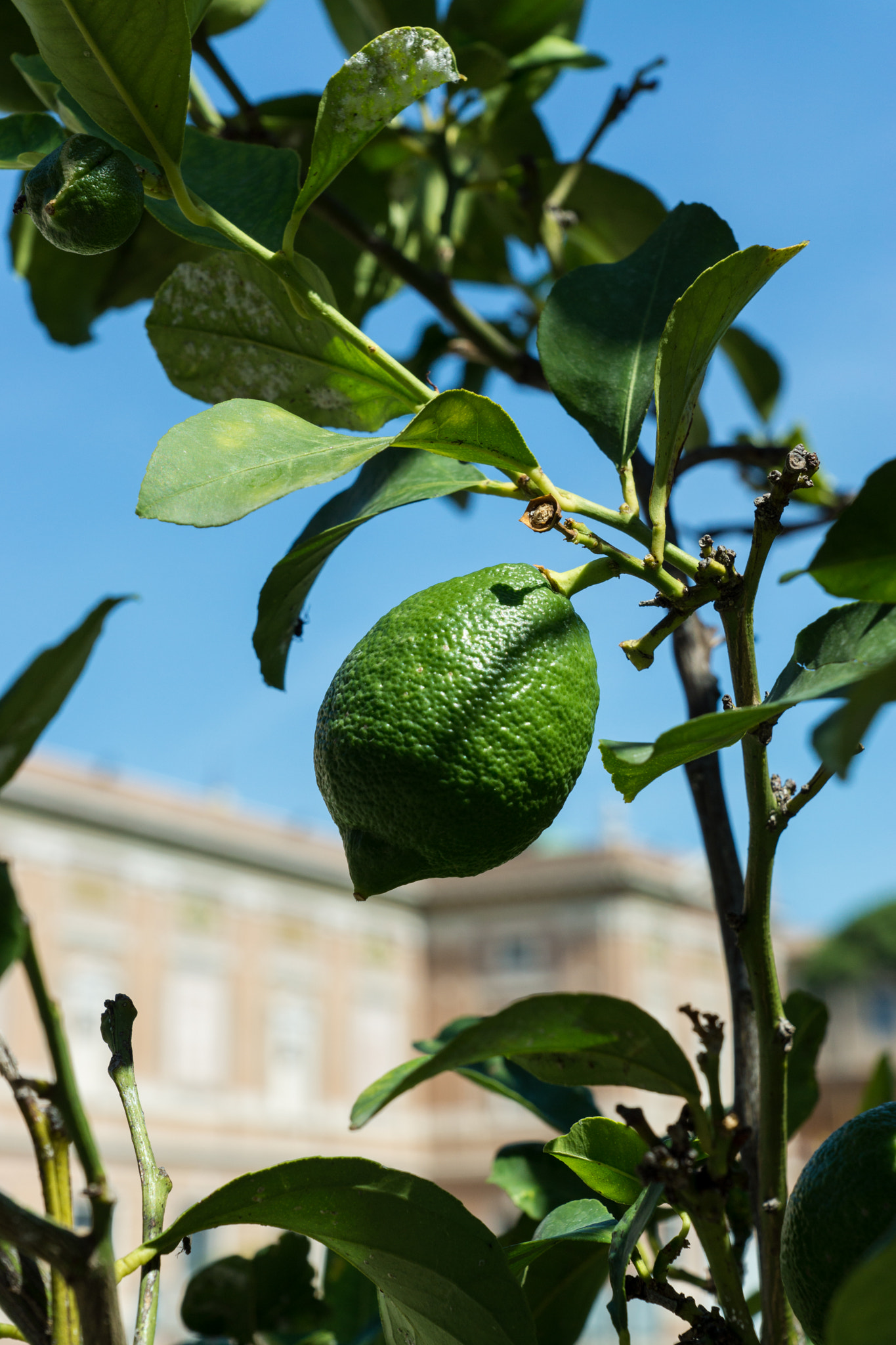 Sony SLT-A65 (SLT-A65V) sample photo. 22.jpg photography