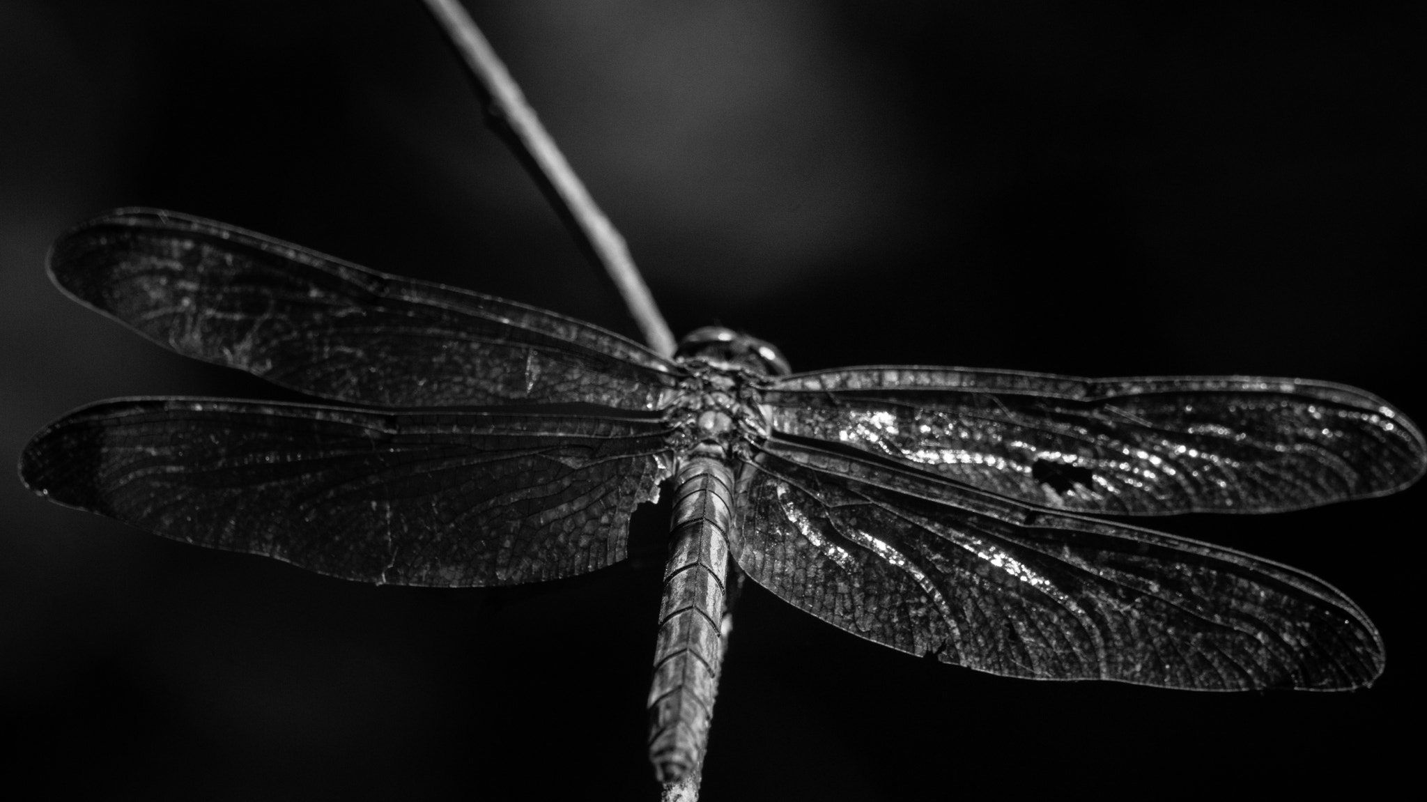 Sony Alpha DSLR-A580 sample photo. Dragon fly photography