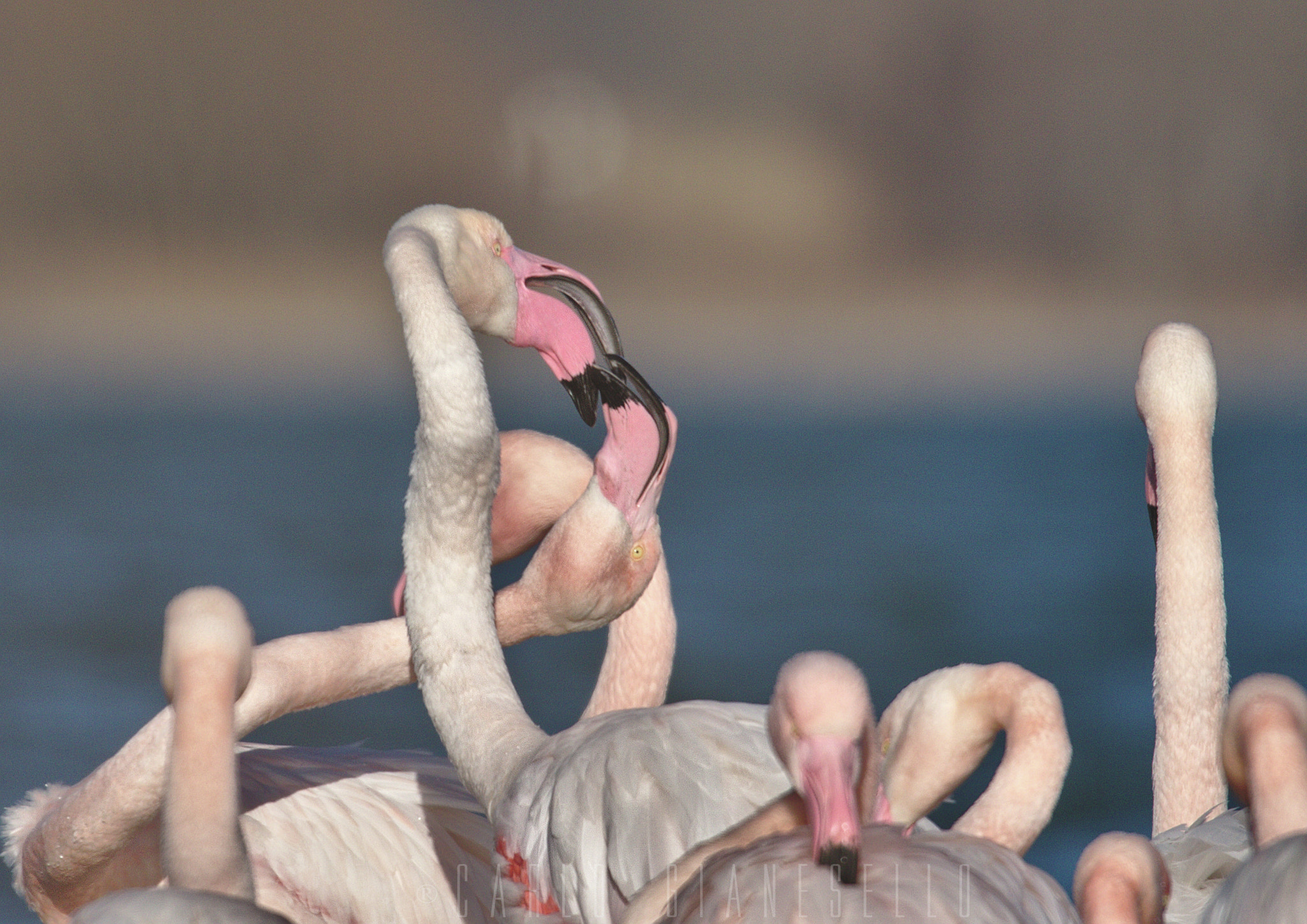 Sigma 150-600mm F5-6.3 DG OS HSM | S sample photo. Scambio di opinioni photography