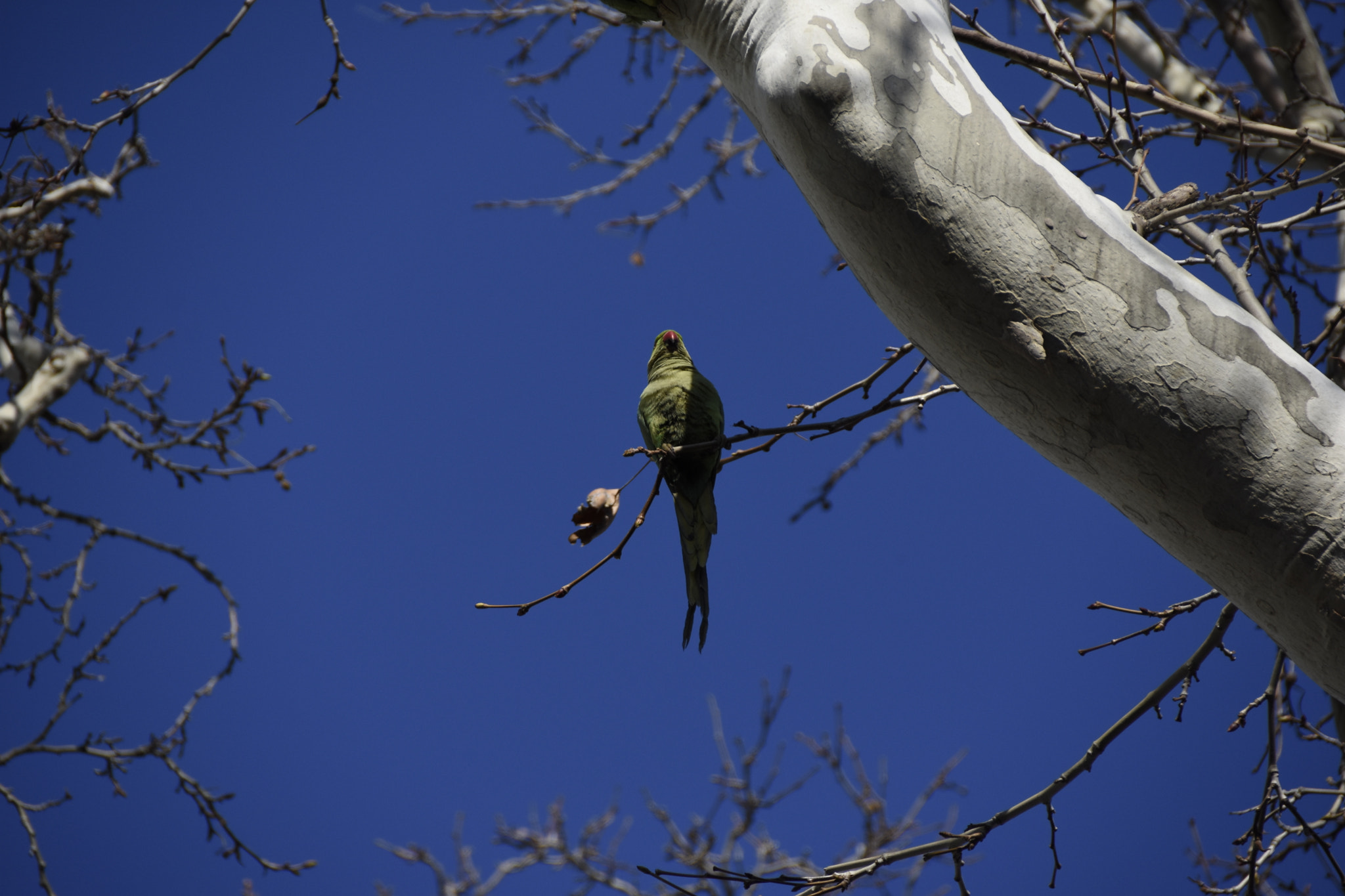 Sigma 18-200mm F3.5-6.3 II DC OS HSM sample photo. Parrot photography