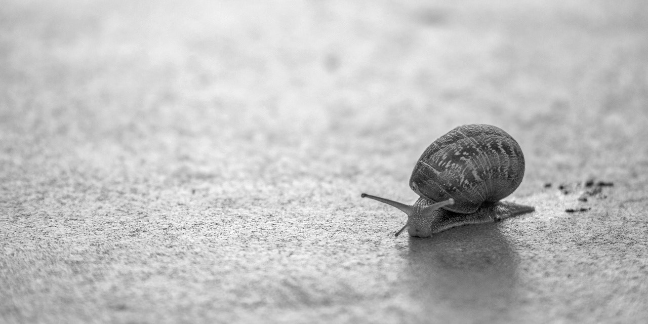 Nikon D800 + AF Nikkor 70-210mm f/4-5.6 sample photo. Cagouille photography