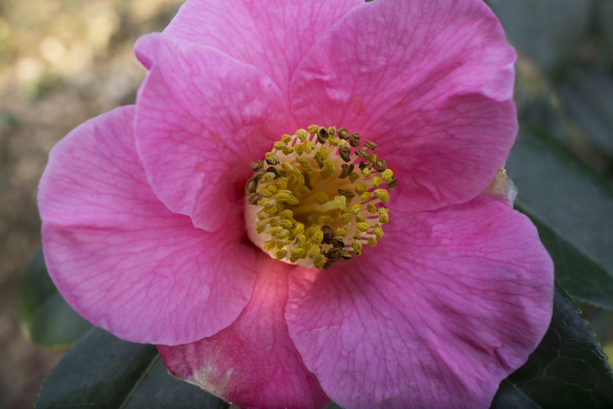 Sony Sonnar T* E 24mm F1.8 ZA sample photo. Clematis photography
