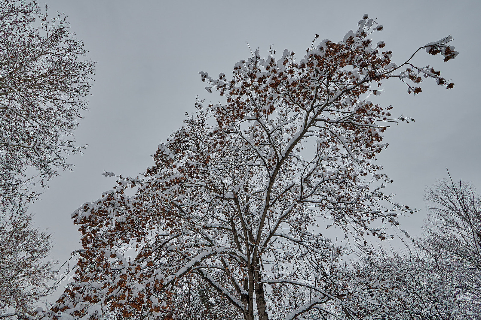 Canon EOS 760D (EOS Rebel T6s / EOS 8000D) sample photo. Winter sky photography