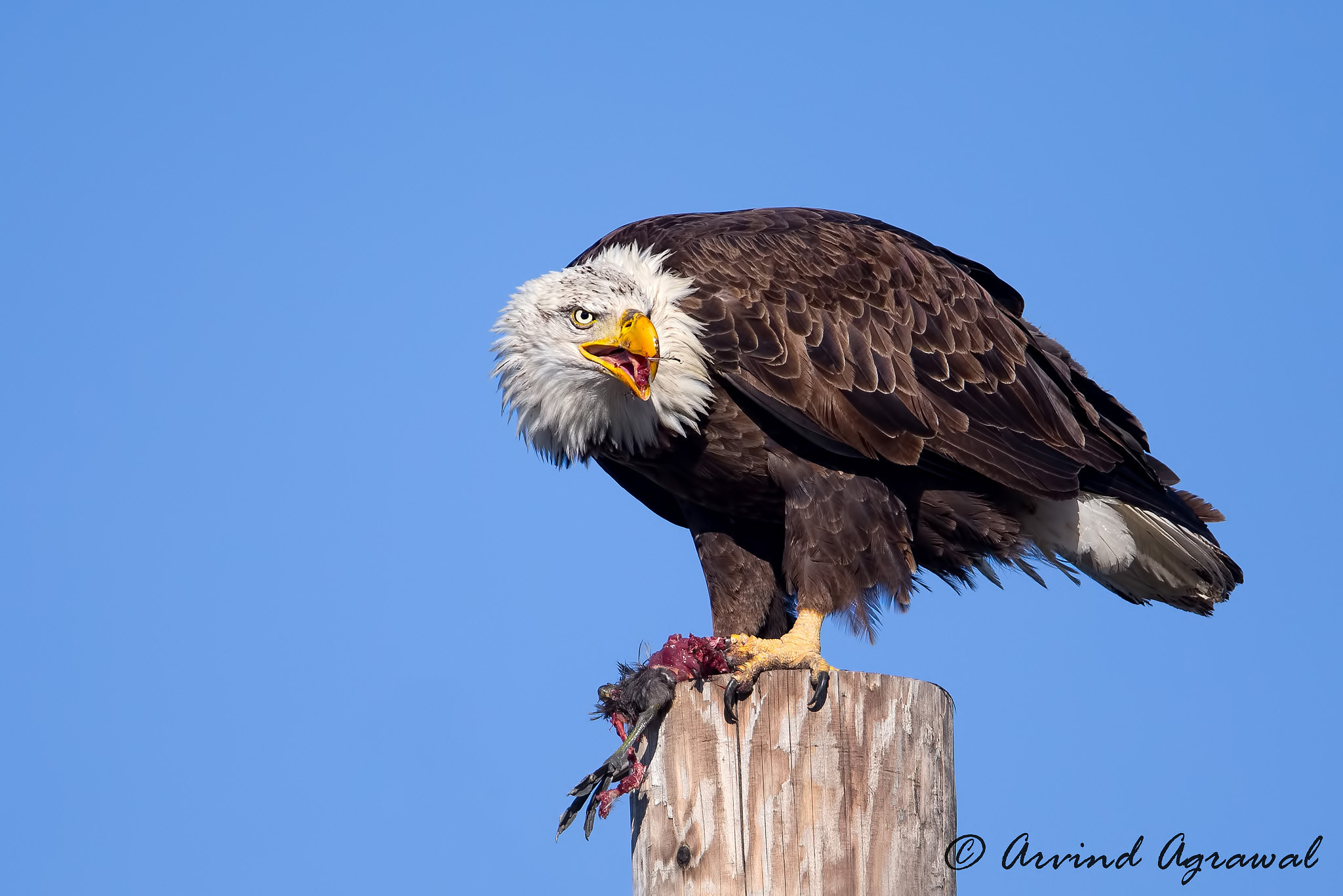 Canon EF 600mm F4L IS II USM sample photo. Bald eagle with breakfast of american coot - img_7063-1.jpg photography