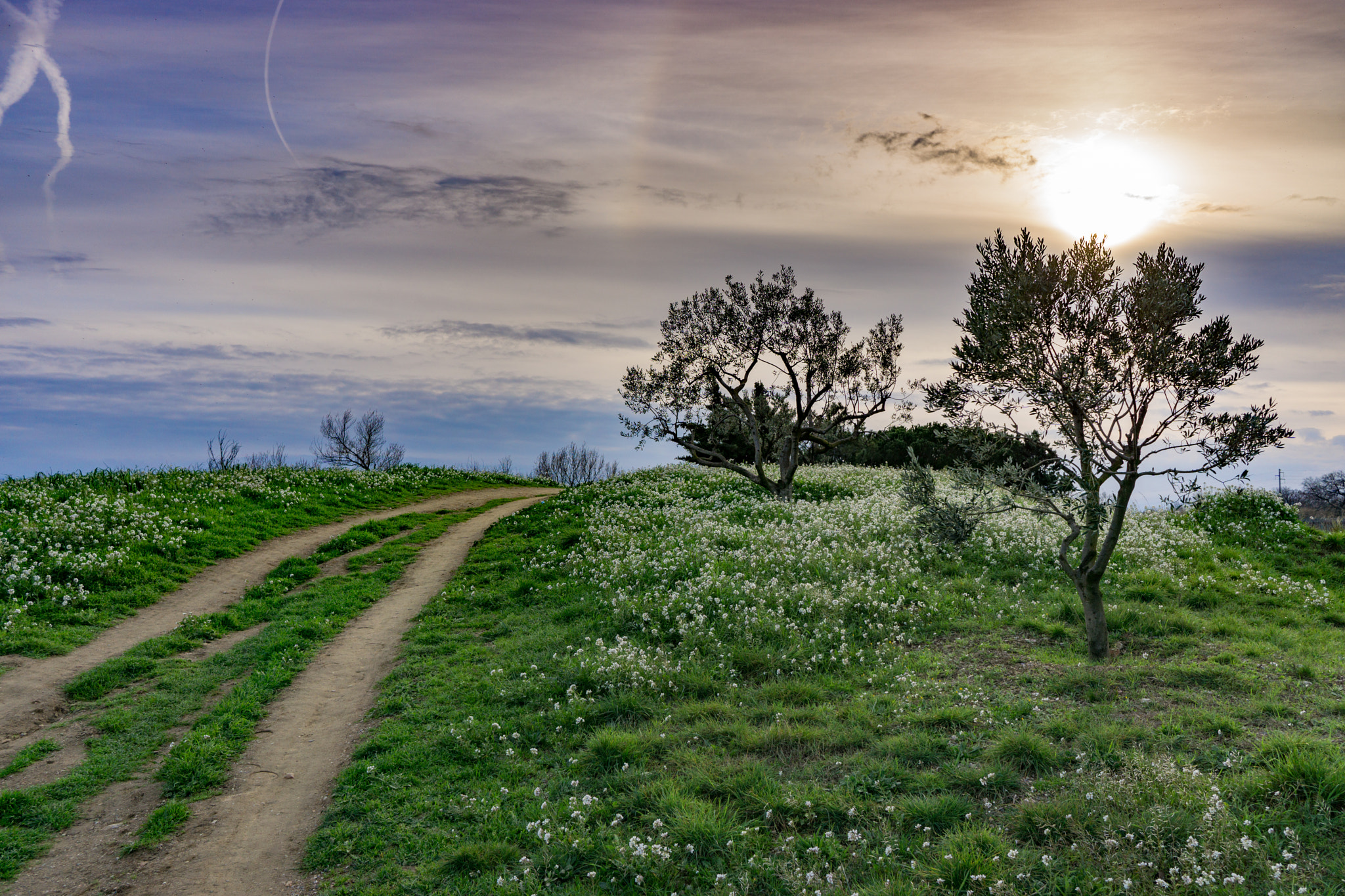 Sony E 20mm F2.8 sample photo. Oliviers et chemin photography