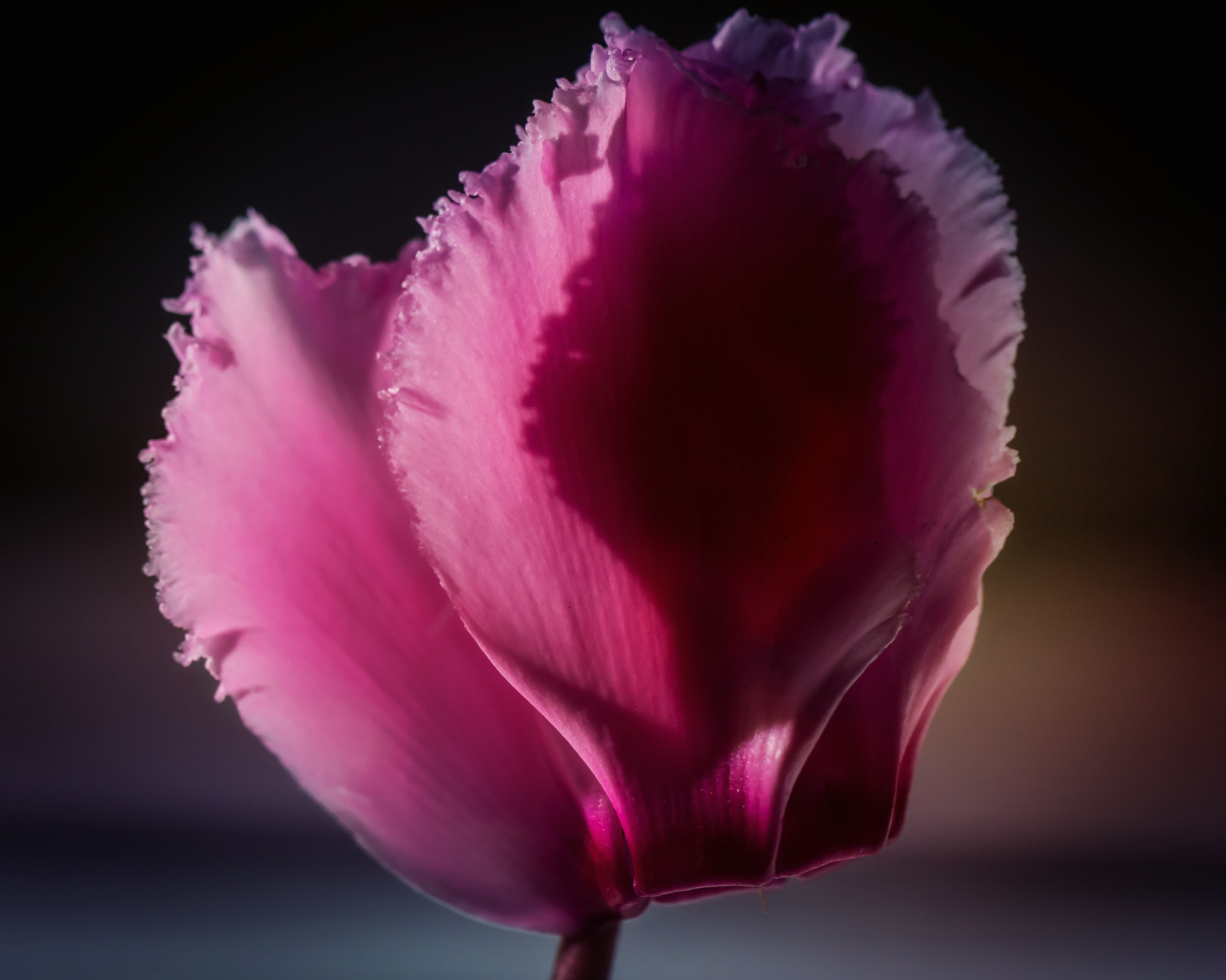 Nikon AF-S Micro-Nikkor 105mm F2.8G IF-ED VR sample photo. Cyclamen photography